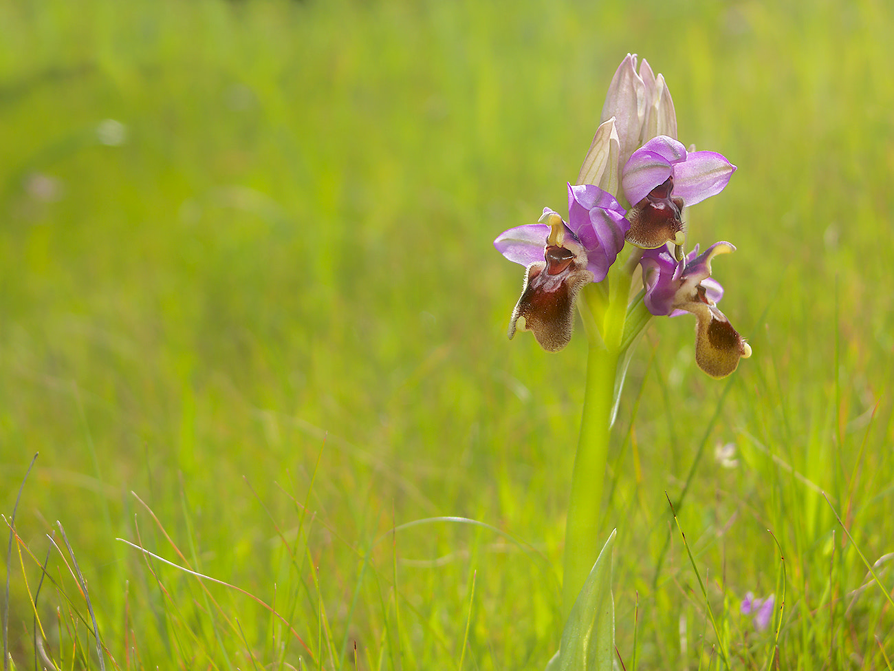 Canon EF 20-35mm F3.5-4.5 USM sample photo. Orquideas photography