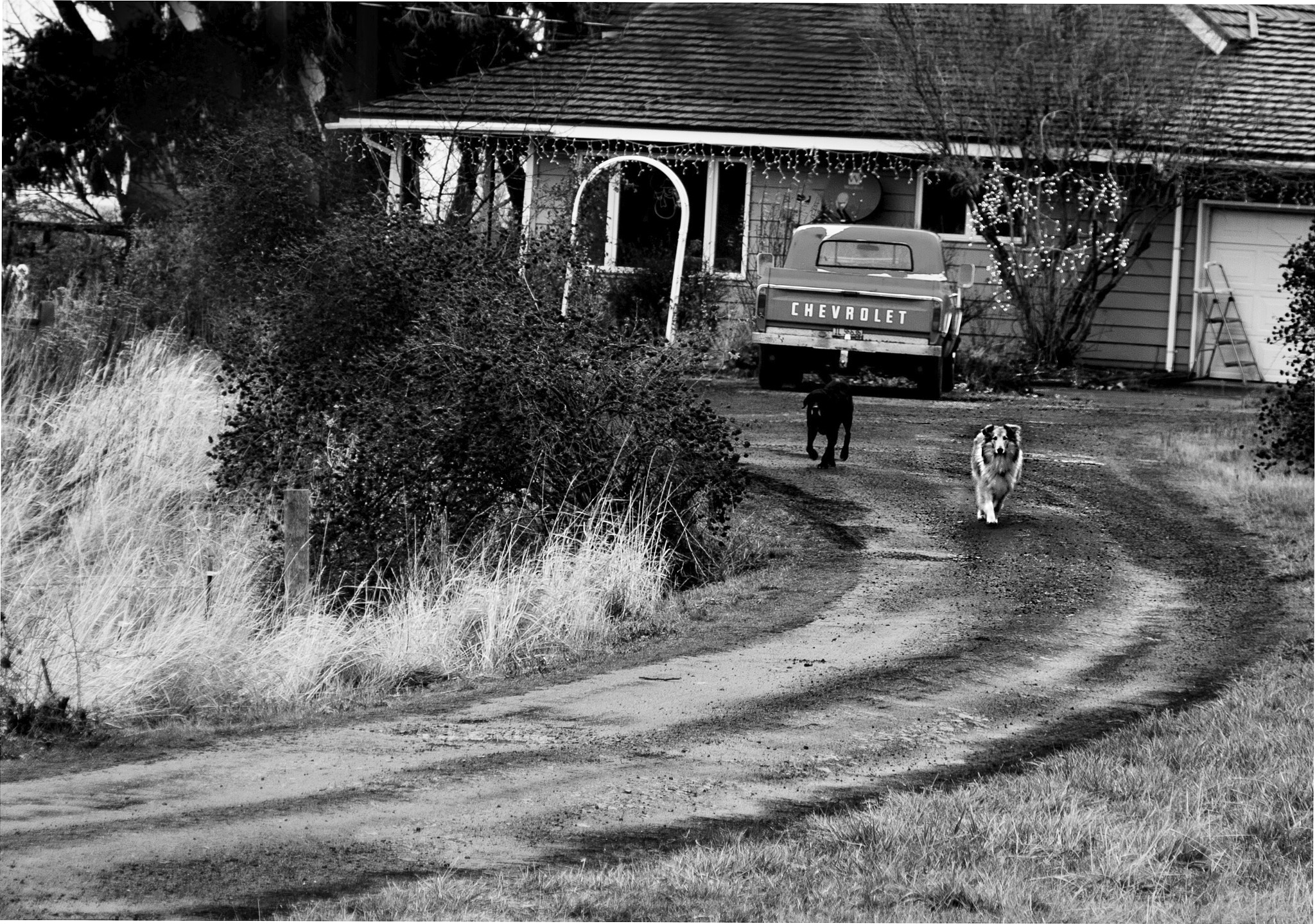 Canon EOS 400D (EOS Digital Rebel XTi / EOS Kiss Digital X) sample photo. Guarding the farm photography