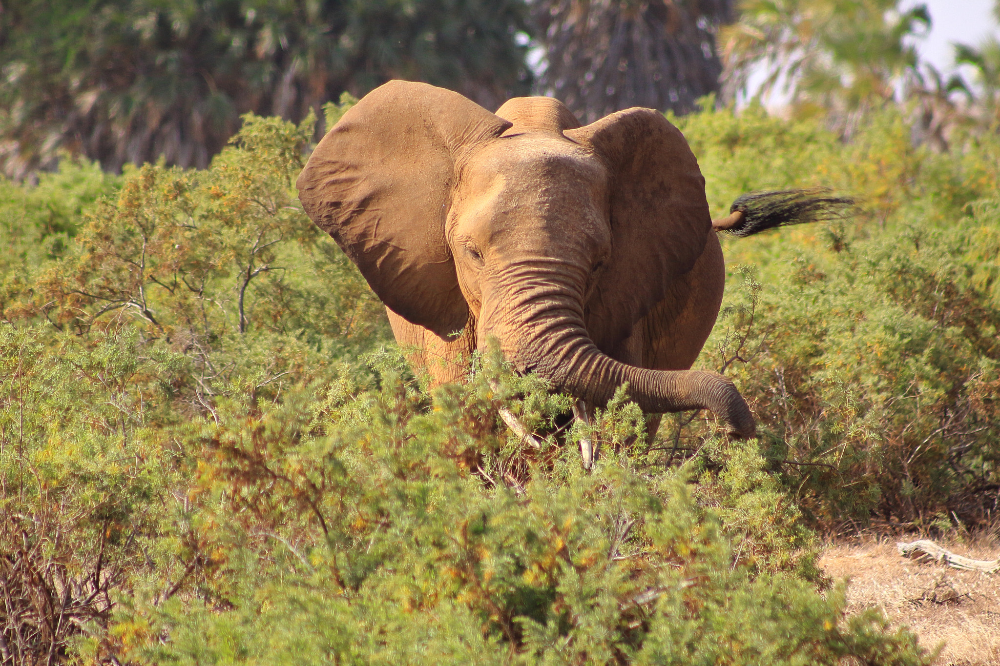 Canon EOS 50D sample photo. Kenia elephant photography