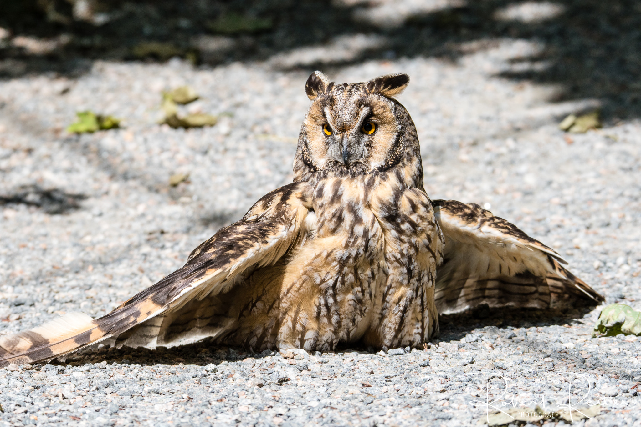 150-600mm F5-6.3 DG OS HSM | Sports 014 sample photo. Long-eared owl photography