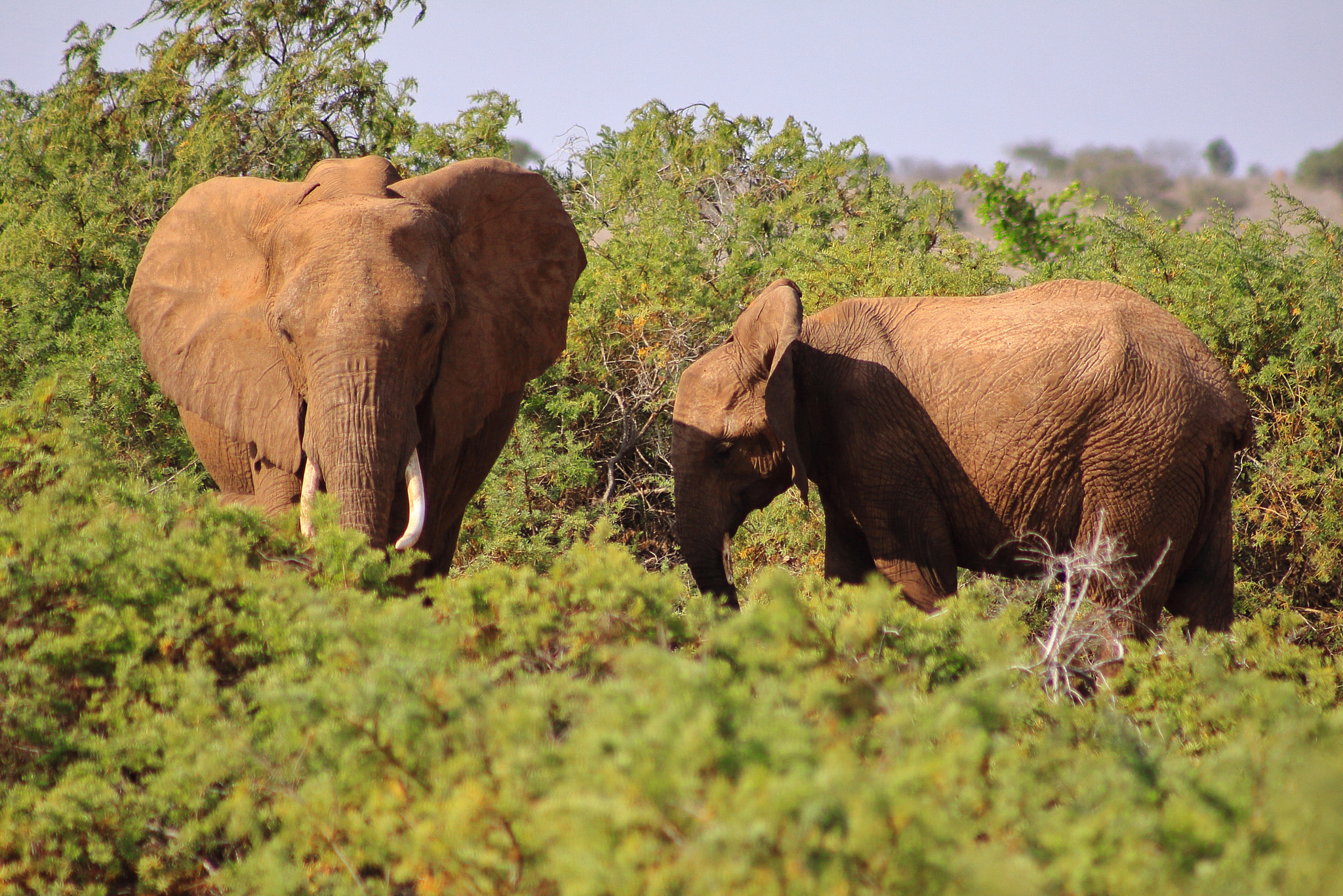 Canon EOS 50D sample photo. Kenia elephants photography