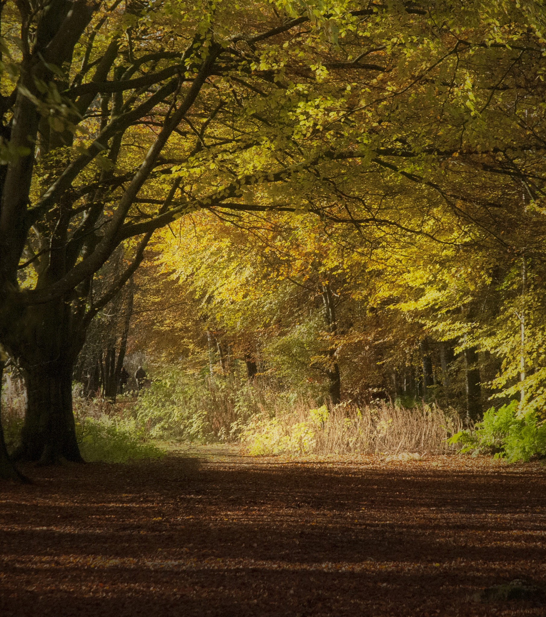 Nikon D300 sample photo. Autumn in the beechwood photography