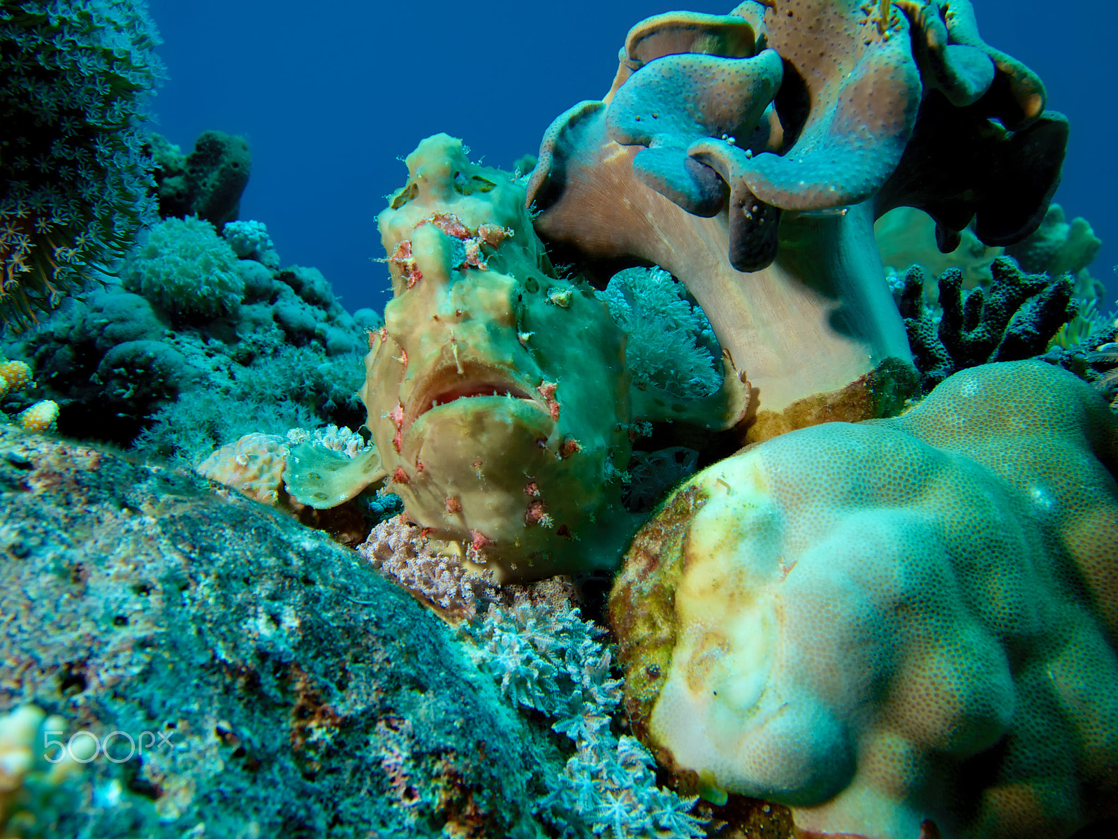 Olympus PEN E-PL1 sample photo. Frogfish photography