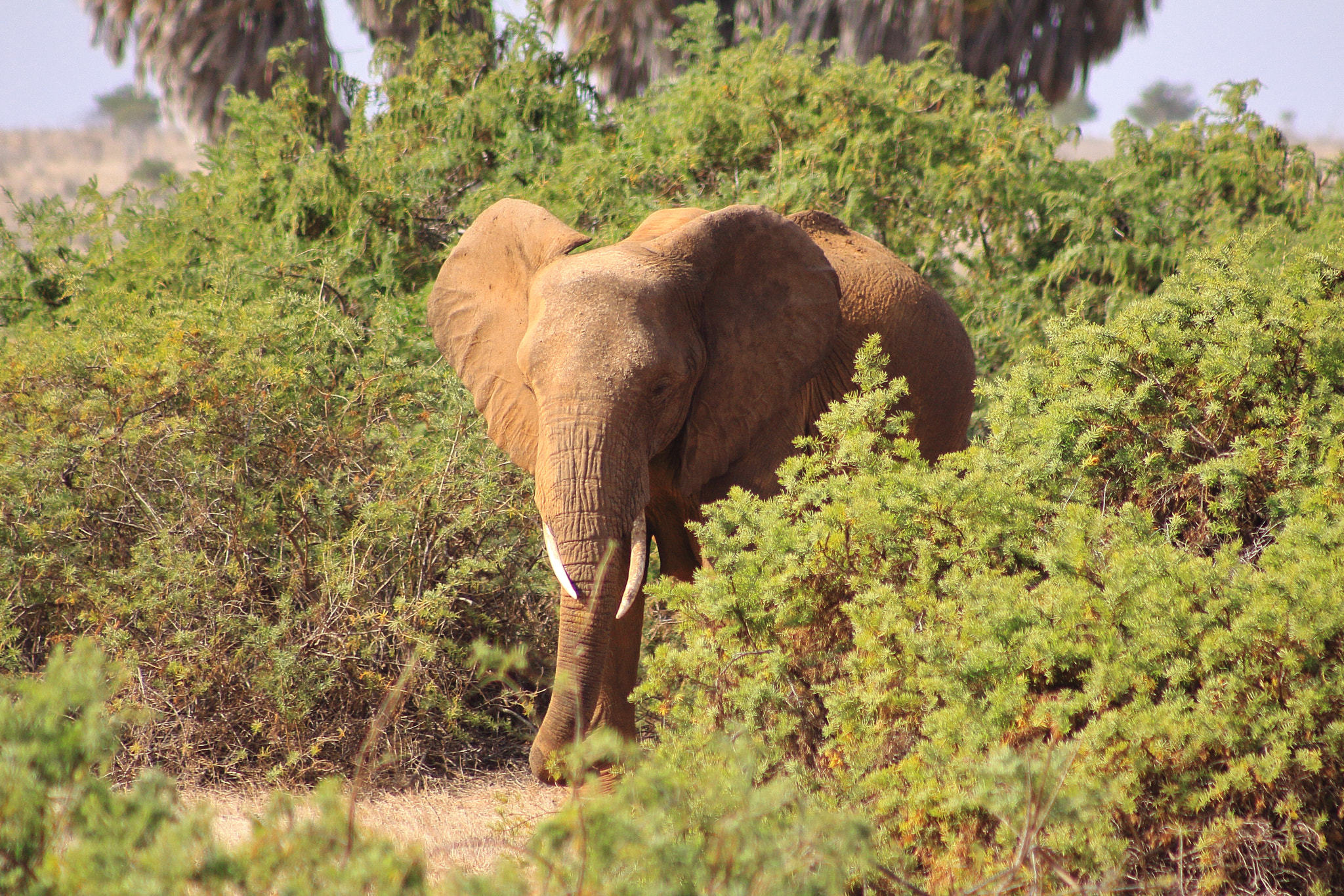 Canon EOS 50D sample photo. Kenia solitary elephant photography