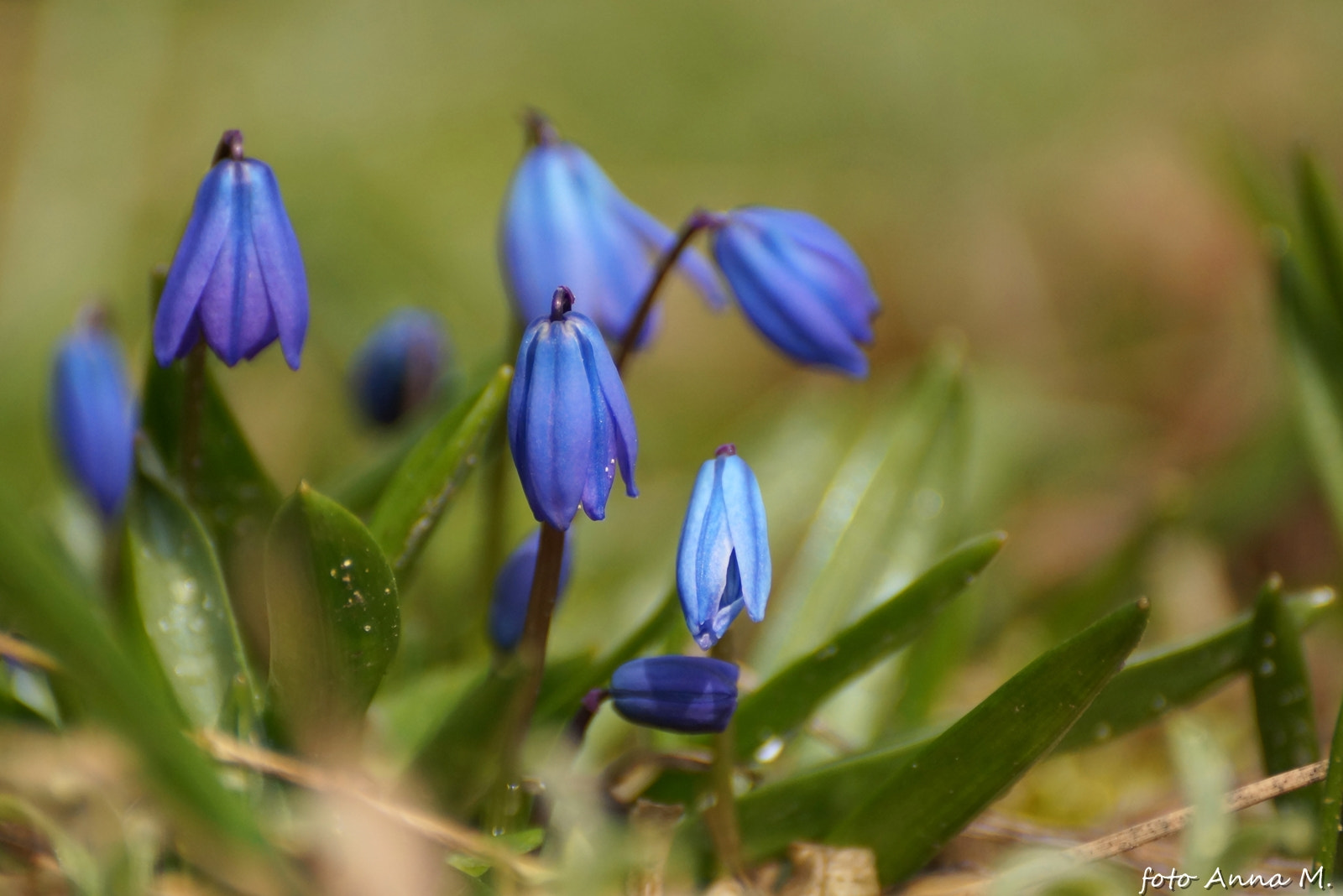 Sony DT 55-300mm F4.5-5.6 SAM sample photo. Scilla sibirica photography