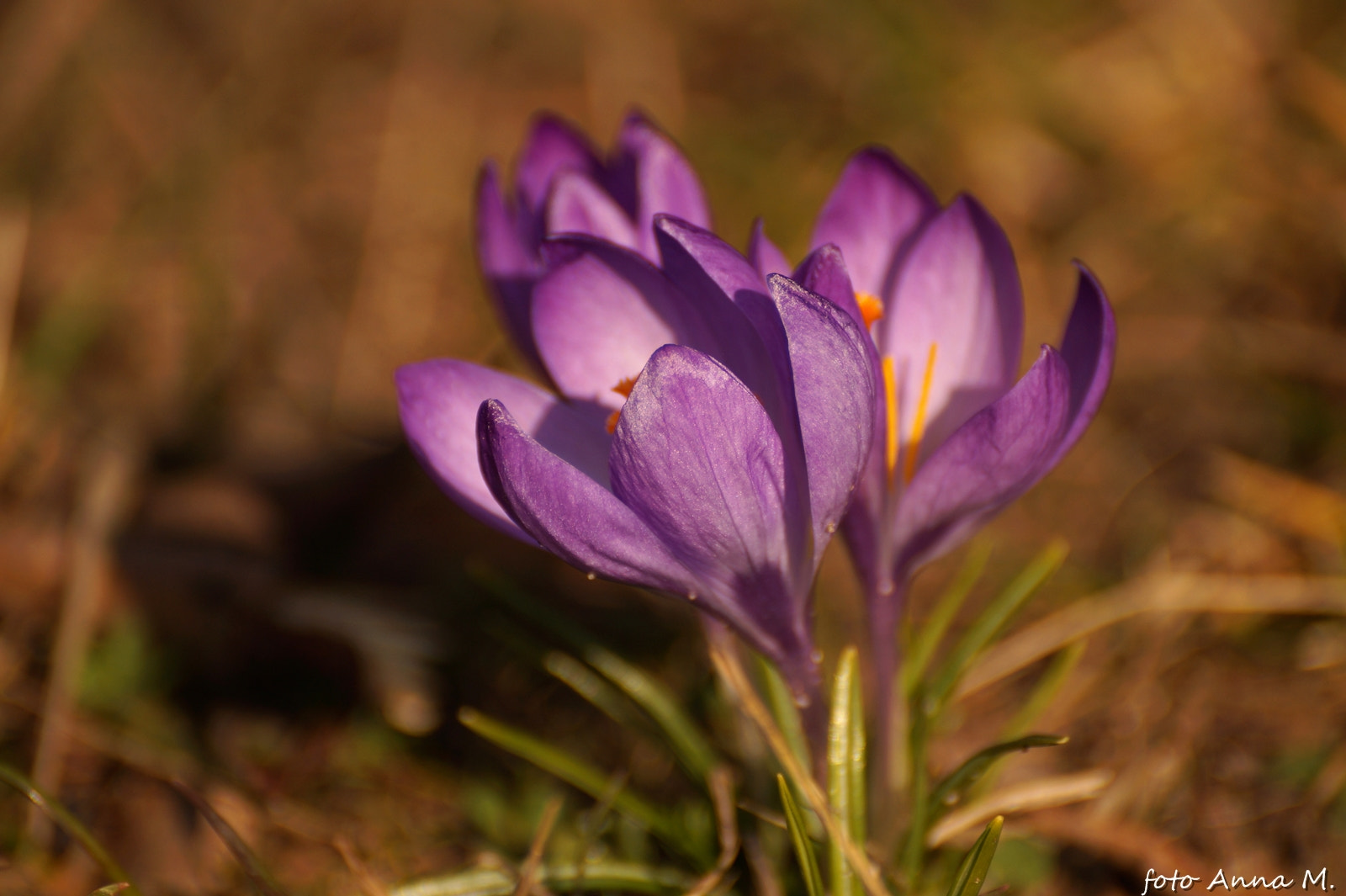 Sony DT 55-300mm F4.5-5.6 SAM sample photo. Crocus vernus photography