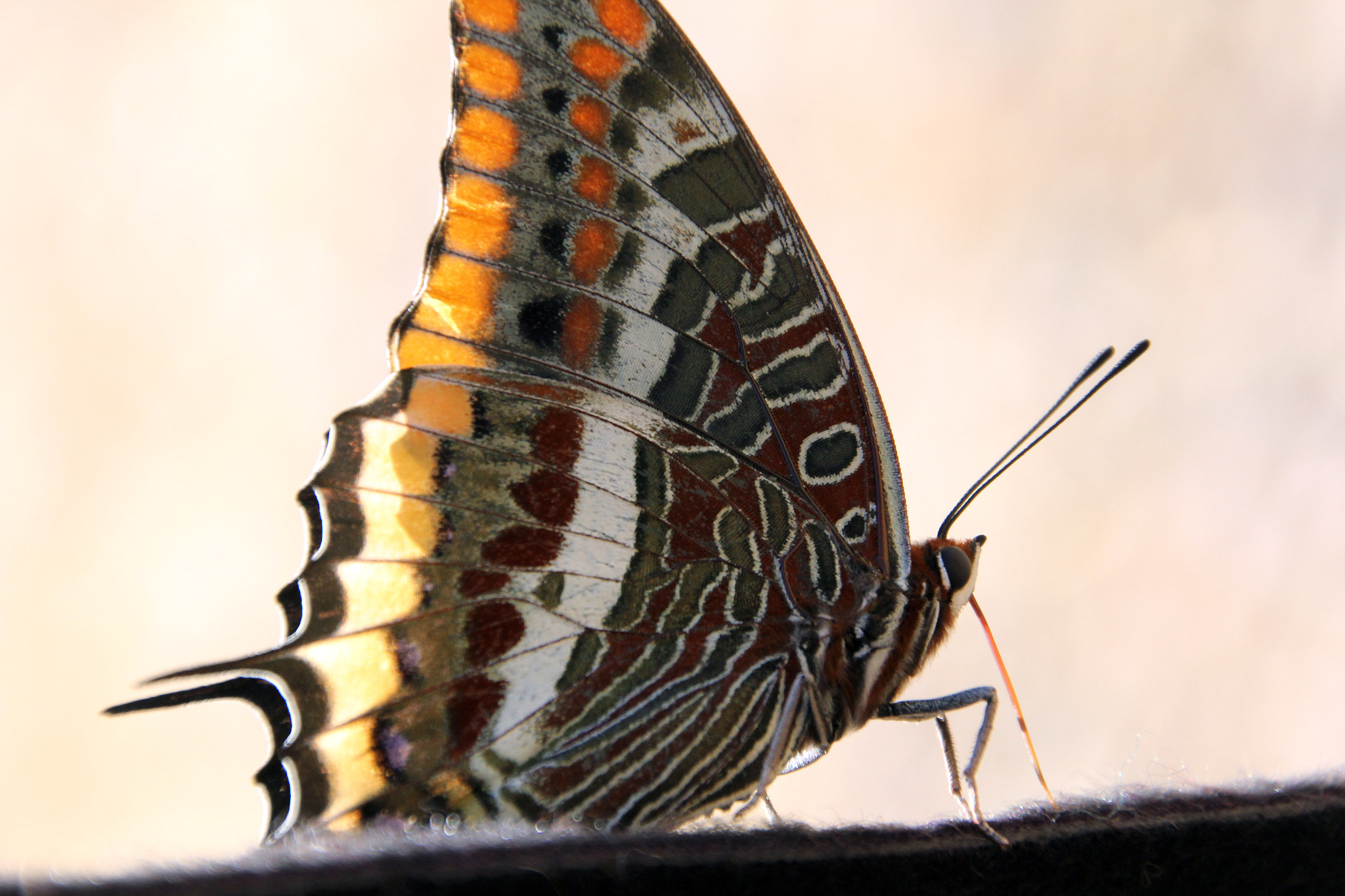 Canon EOS 60D sample photo. V photography