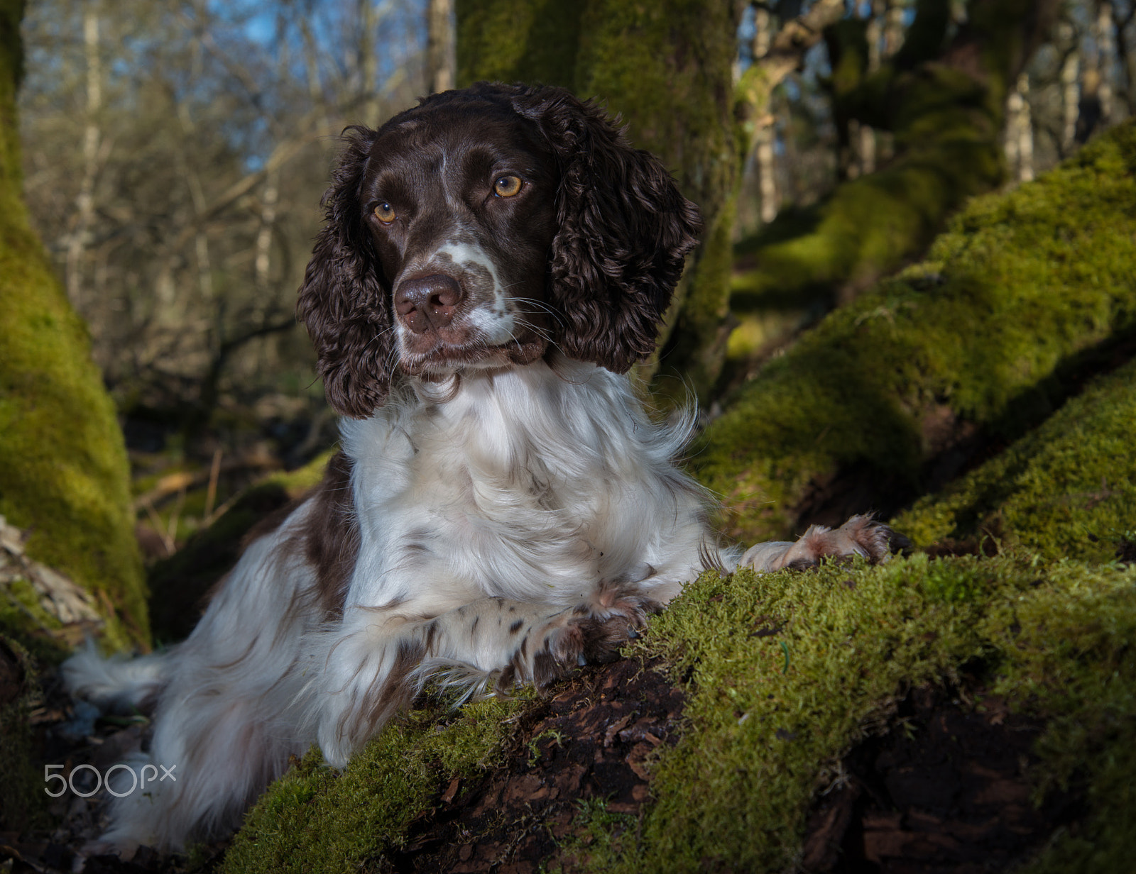 Nikon D800 sample photo. Zigzag in tree photography