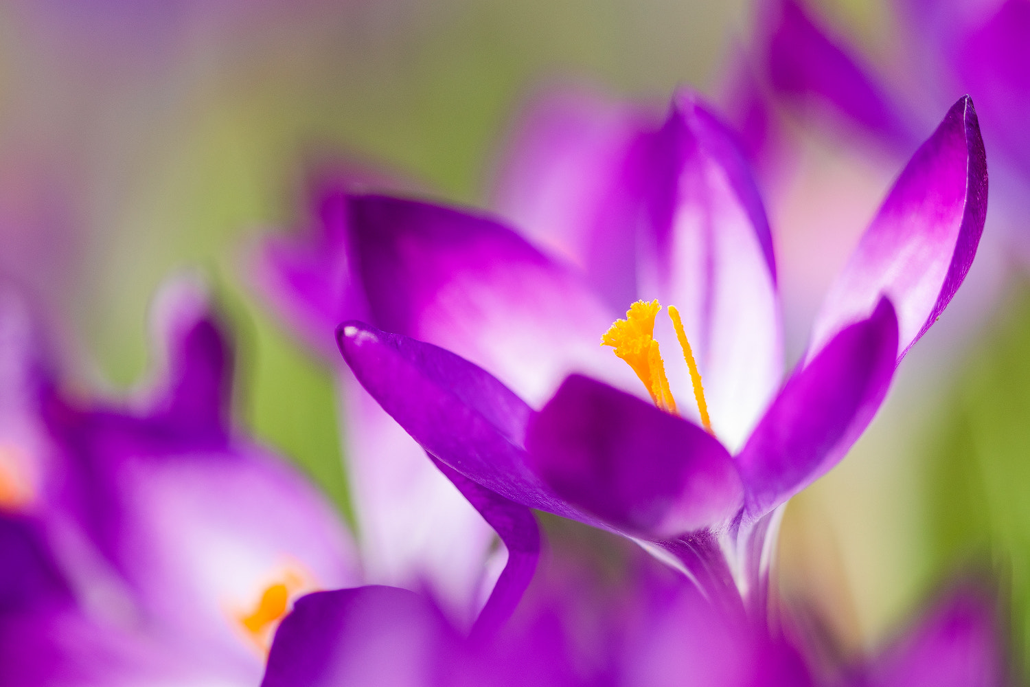 Sigma 150mm f/2.8 EX DG OS HSM APO Macro sample photo. First day of spring photography