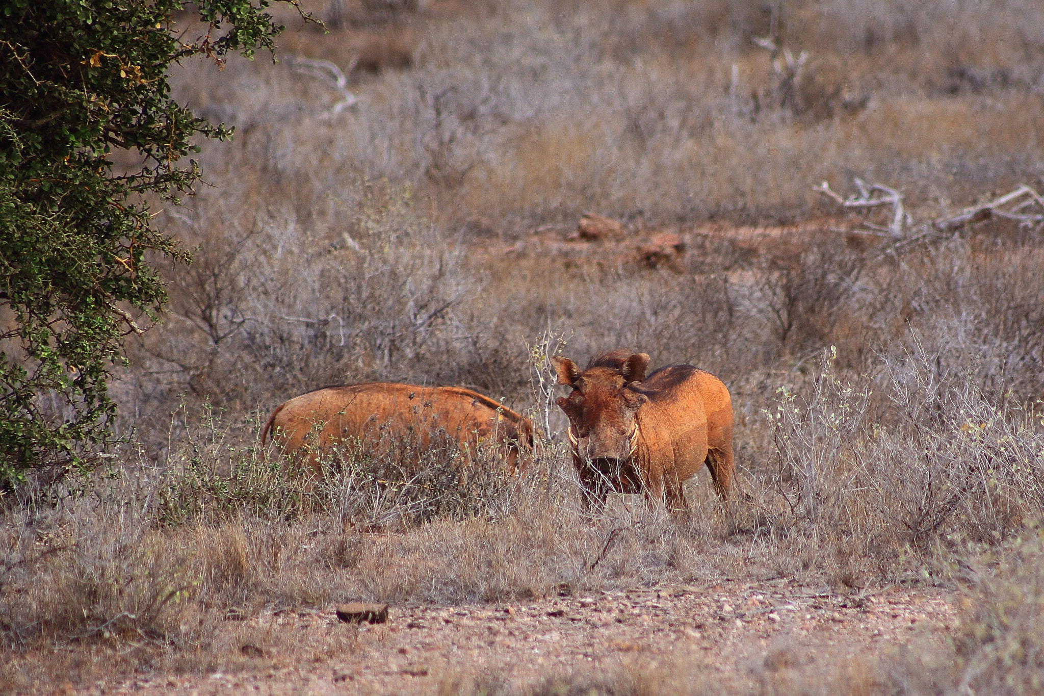 Canon EOS 50D + EF75-300mm f/4-5.6 sample photo. Kenia warthog photography