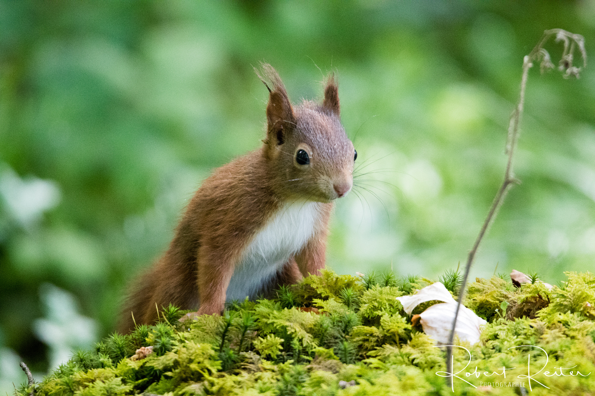 150-600mm F5-6.3 DG OS HSM | Sports 014 sample photo. Squirrel photography