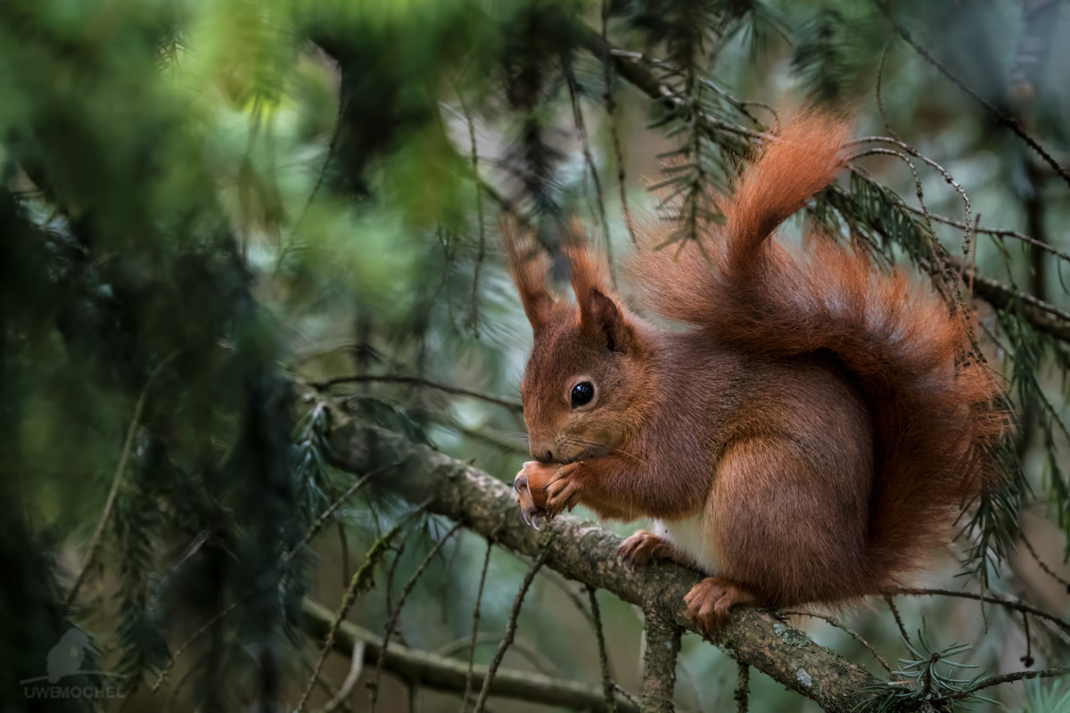 Canon EOS-1D X Mark II + Canon EF 200-400mm F4L IS USM Extender 1.4x sample photo. Squirrel in safe hiding place photography