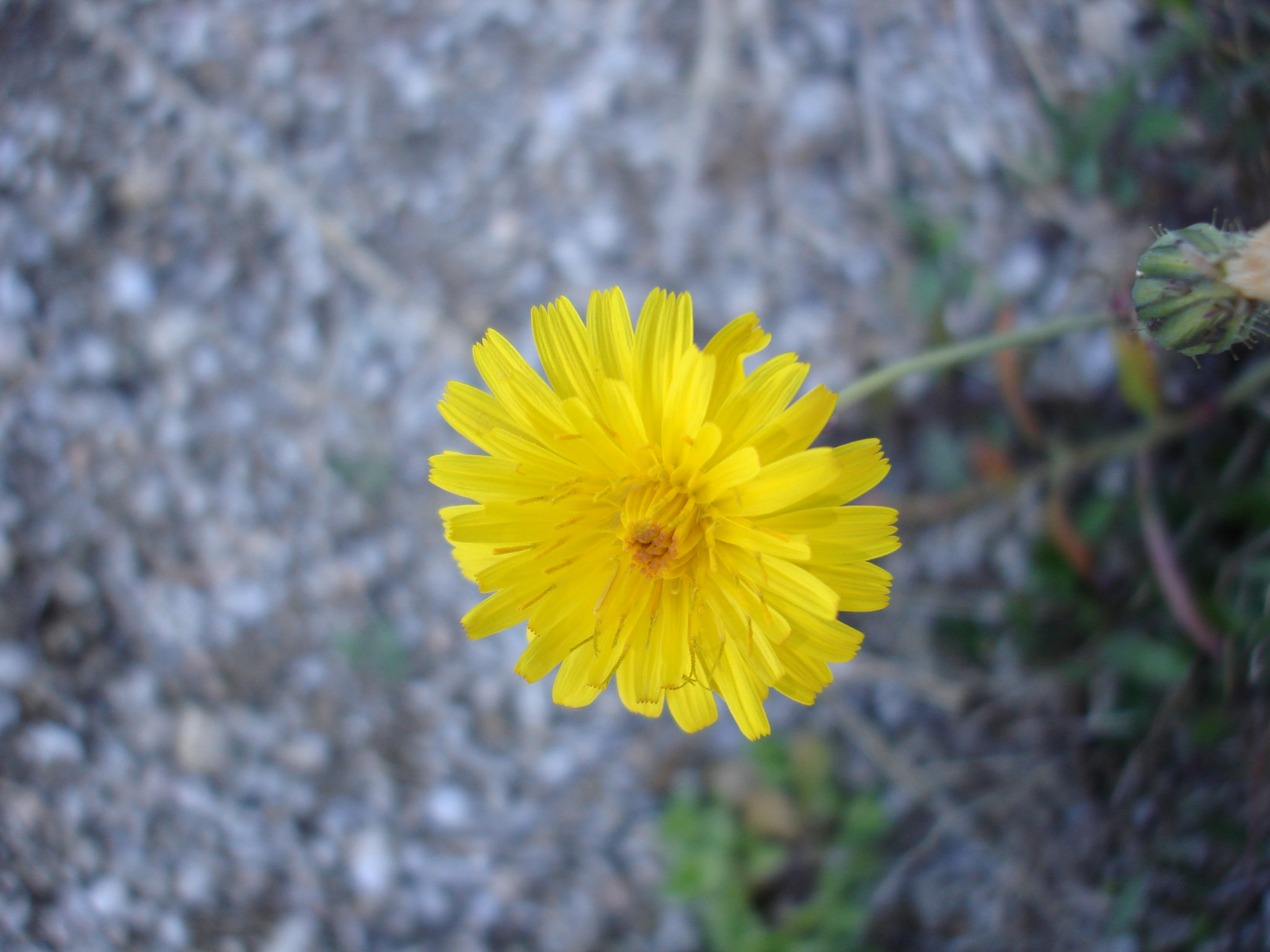 Sony DSC-W100 sample photo. Macro photography