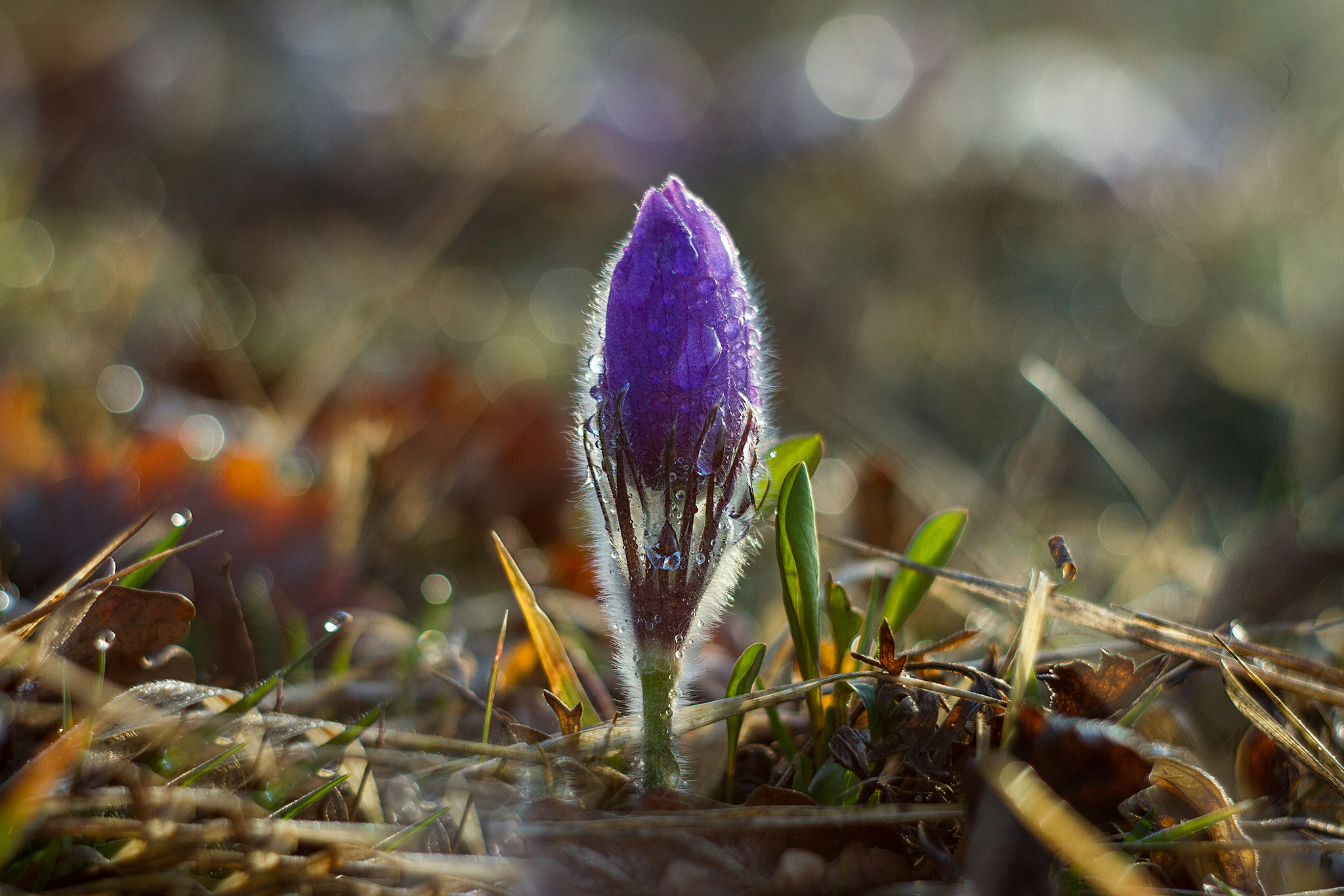 Canon EF 35-80mm f/4-5.6 sample photo. ...mrazivé ráno...    frosty morning photography