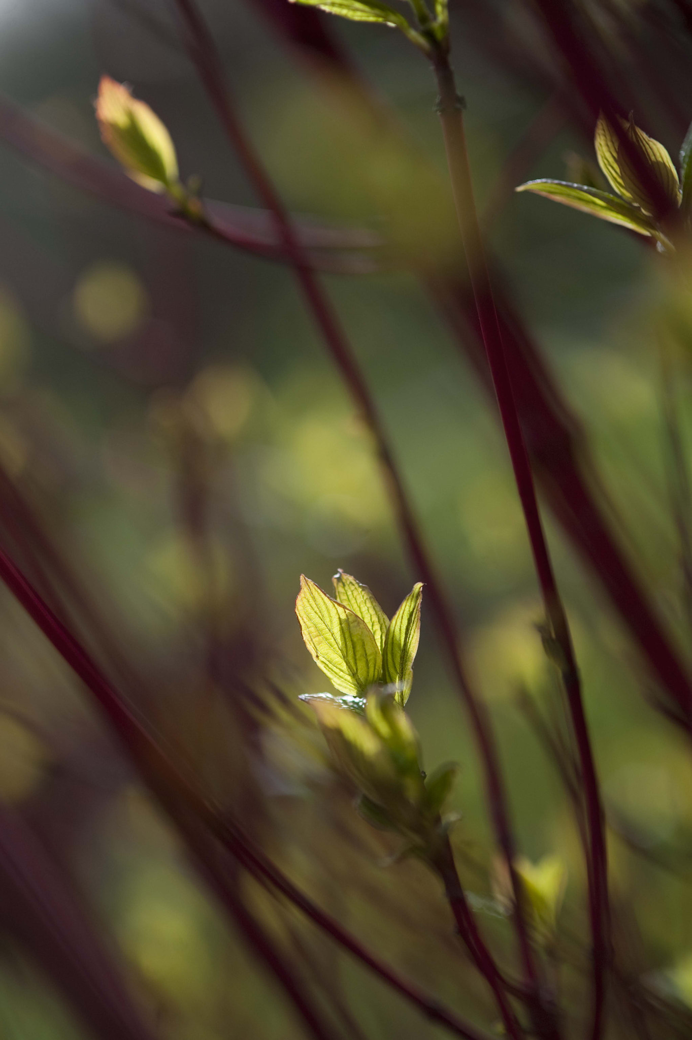 Nikon AF-S Micro-Nikkor 105mm F2.8G IF-ED VR sample photo. Voices of light2 photography