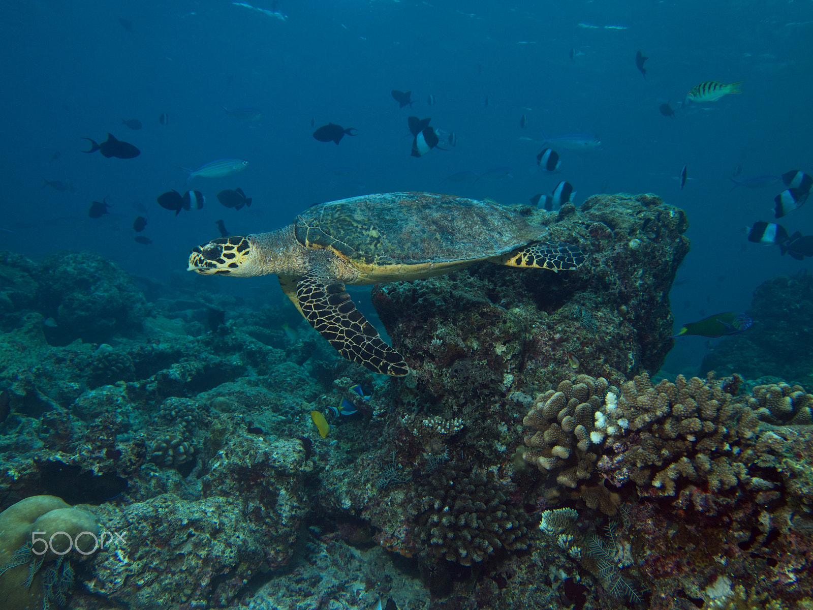 Olympus PEN E-PL1 sample photo. Hawksbill turtle photography