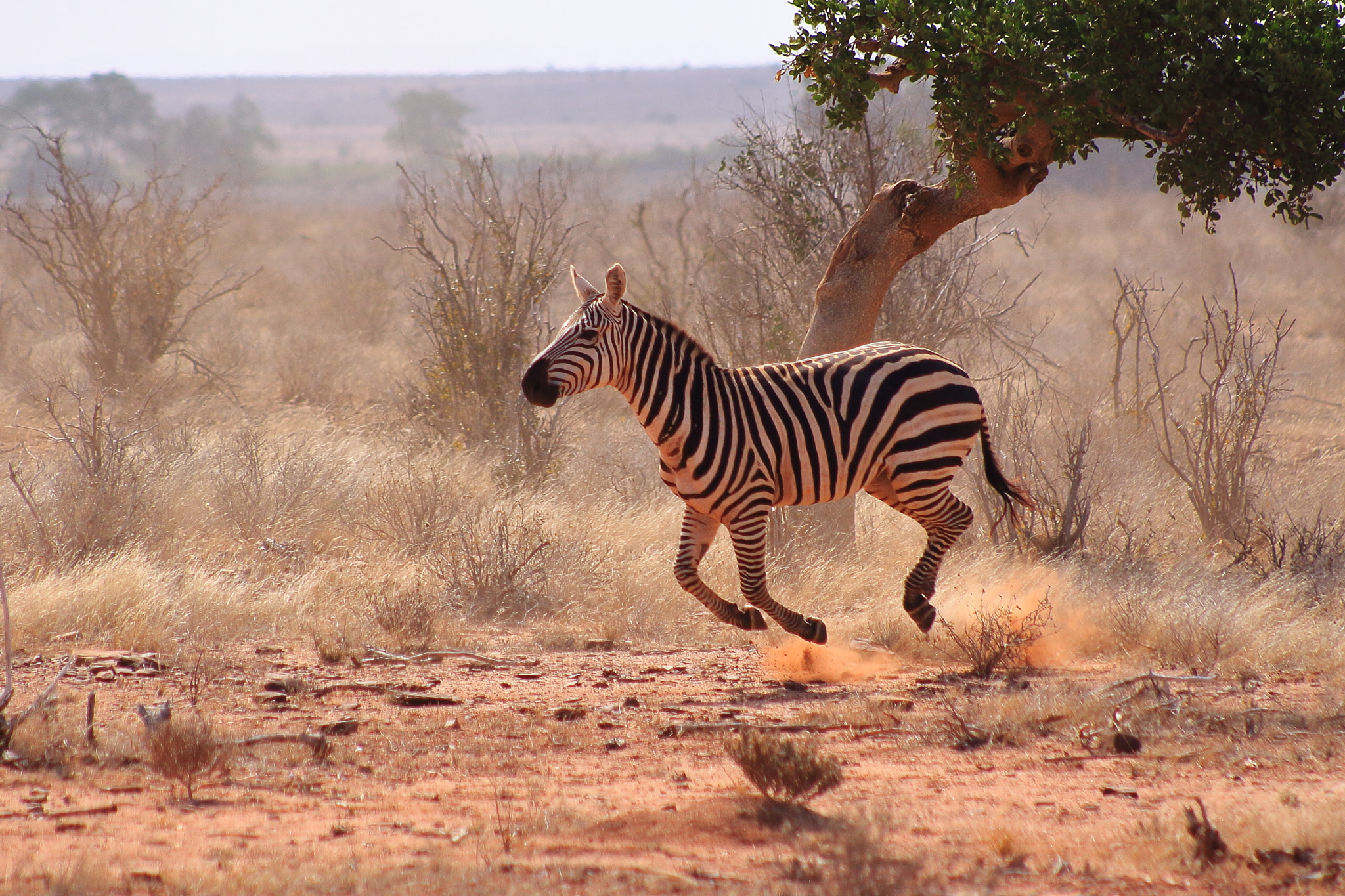 Canon EOS 50D sample photo. Kenia zebra photography