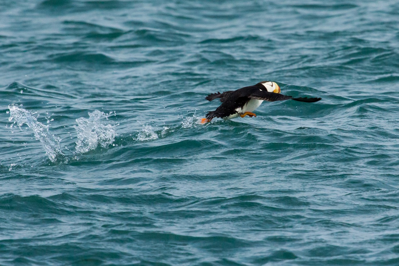 Canon EOS 650D (EOS Rebel T4i / EOS Kiss X6i) + Canon EF 100-400mm F4.5-5.6L IS USM sample photo. Puffin taking flight, duck island, cook inlet, alaska photography