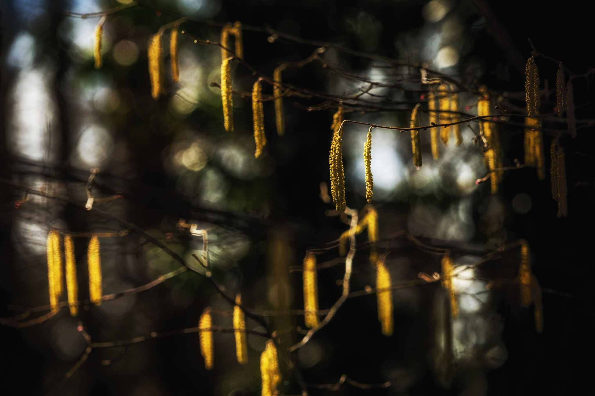 Sony 70-400mm F4-5.6 G SSM II sample photo. Spring light in the forest photography
