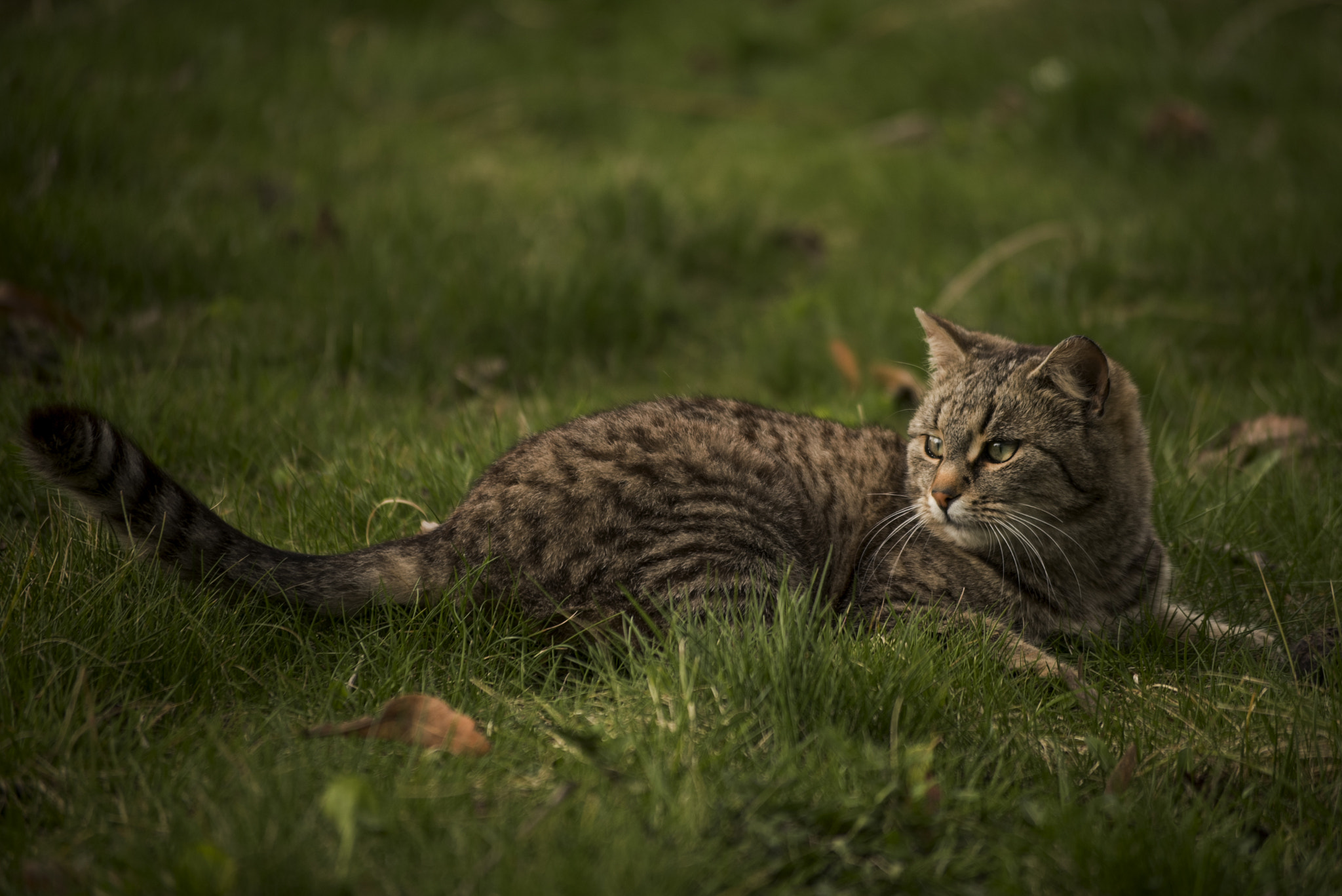 Nikon D810 sample photo. The wild in our homes photography
