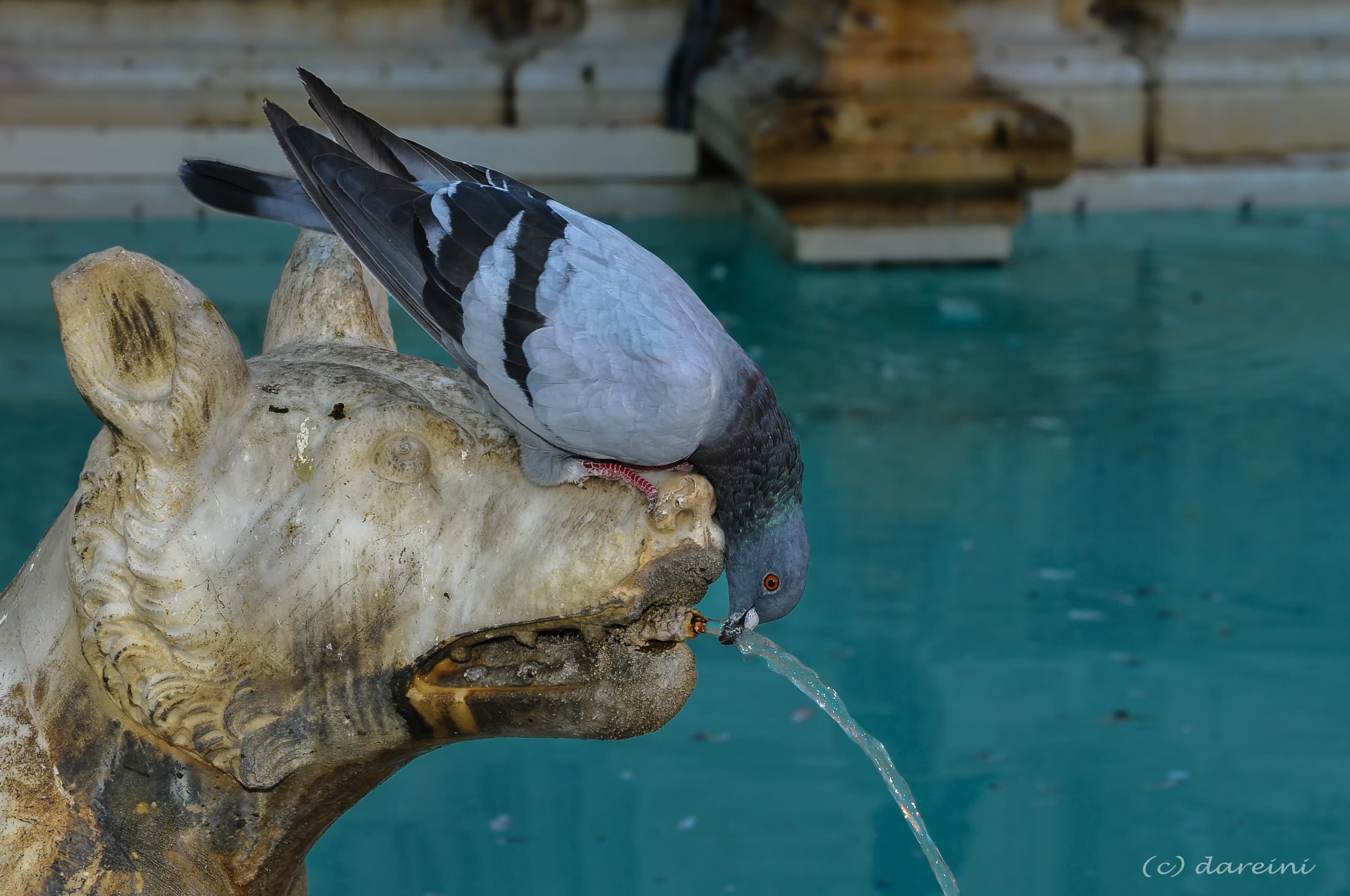 Nikon D300 sample photo. Durstig (thirsty) photography
