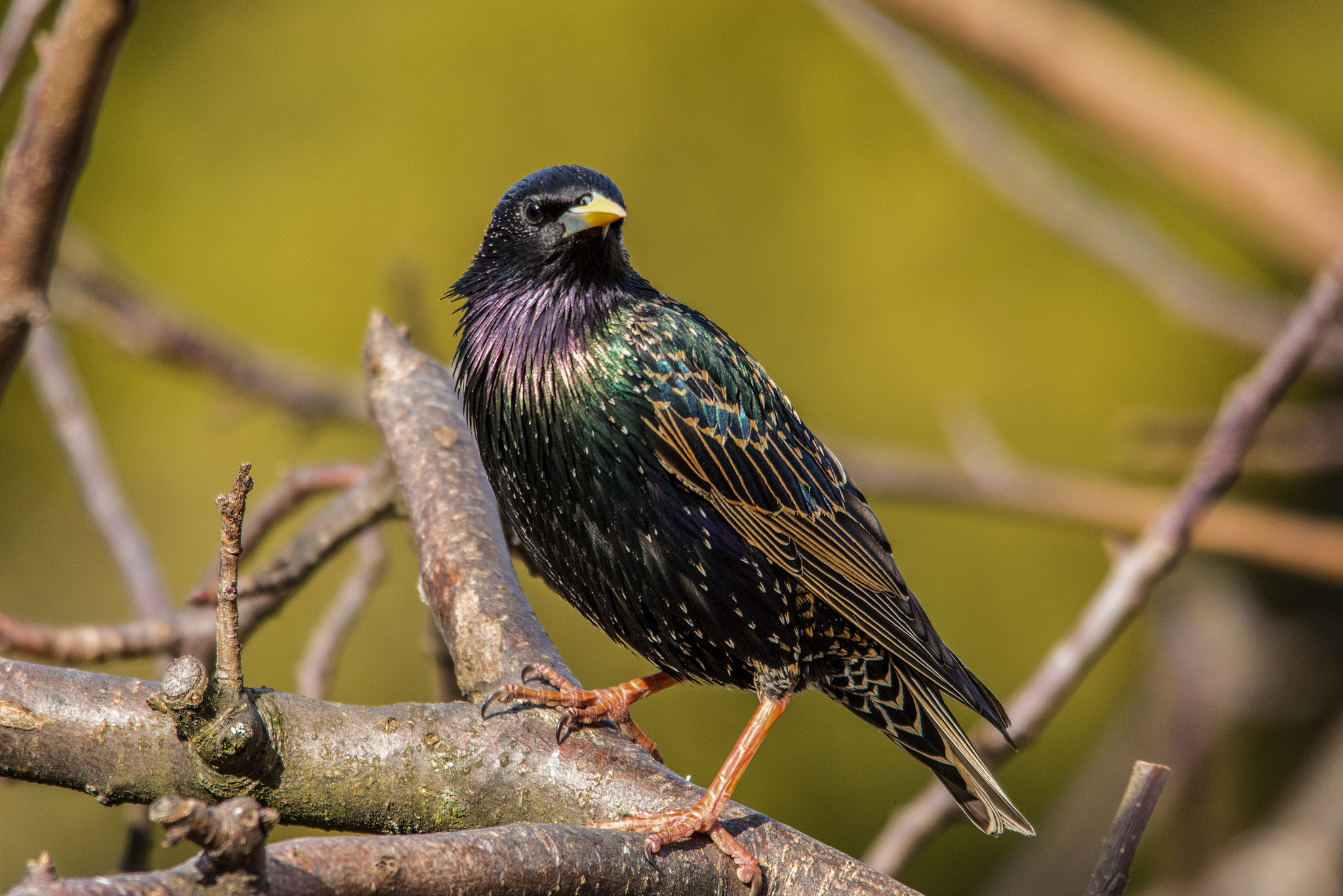 Sigma 150-500mm F5-6.3 DG OS HSM sample photo. Starling photography