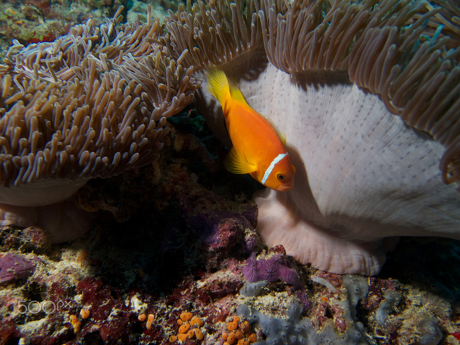 Olympus PEN E-PL1 sample photo. Blackfinned anemonefish photography