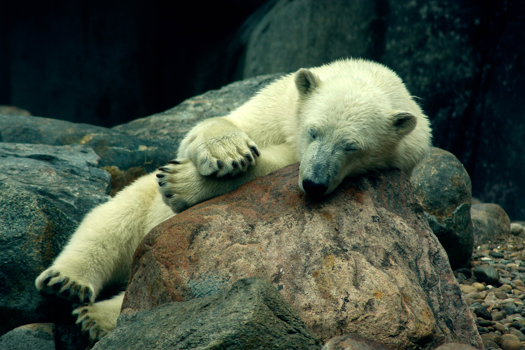 Canon EOS 40D sample photo. Polar bear nap time photography