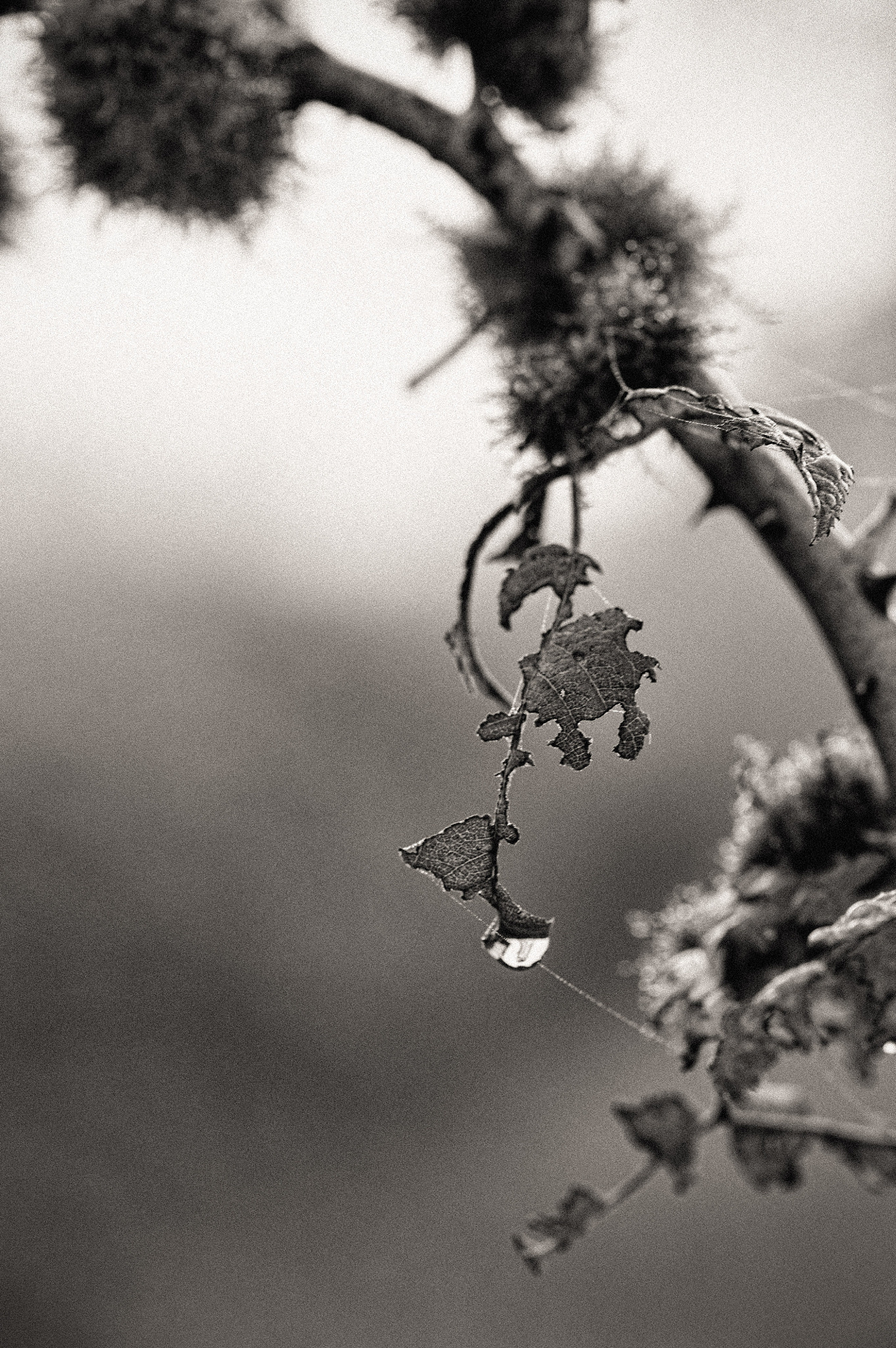 Nikon AF-S Micro-Nikkor 105mm F2.8G IF-ED VR sample photo. Nullity of all things photography