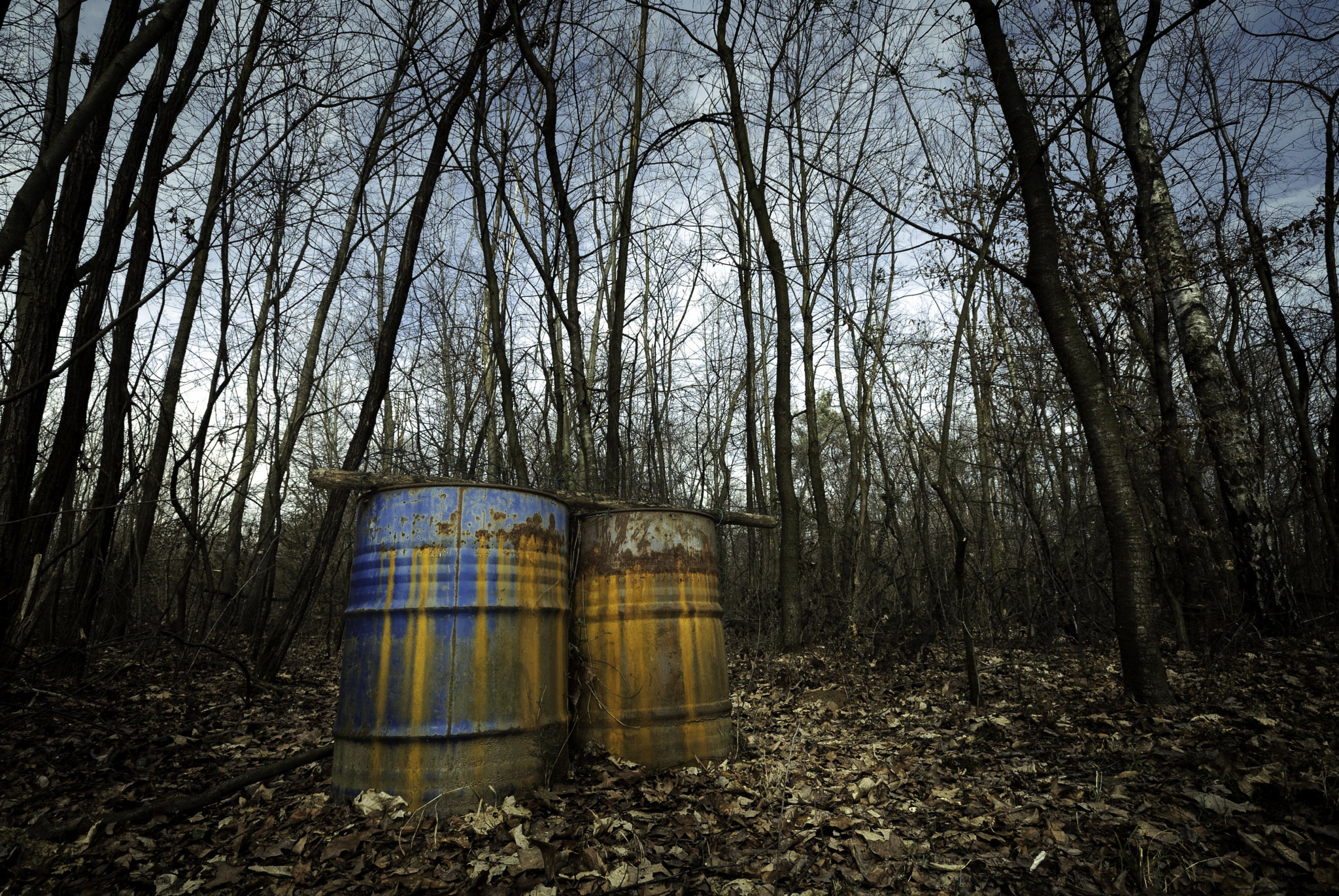 Sigma 10-20mm F4-5.6 EX DC HSM sample photo. Wastewood forest photography