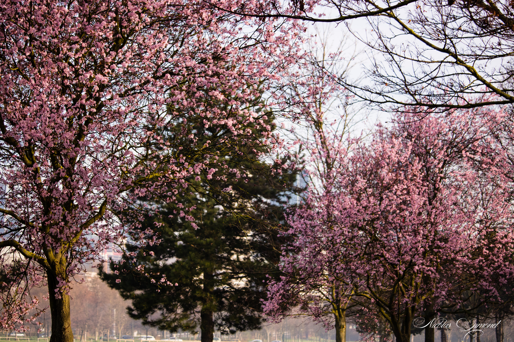 Canon EOS 750D (EOS Rebel T6i / EOS Kiss X8i) + Canon EF-S 55-250mm F4-5.6 IS STM sample photo. Printemps photography