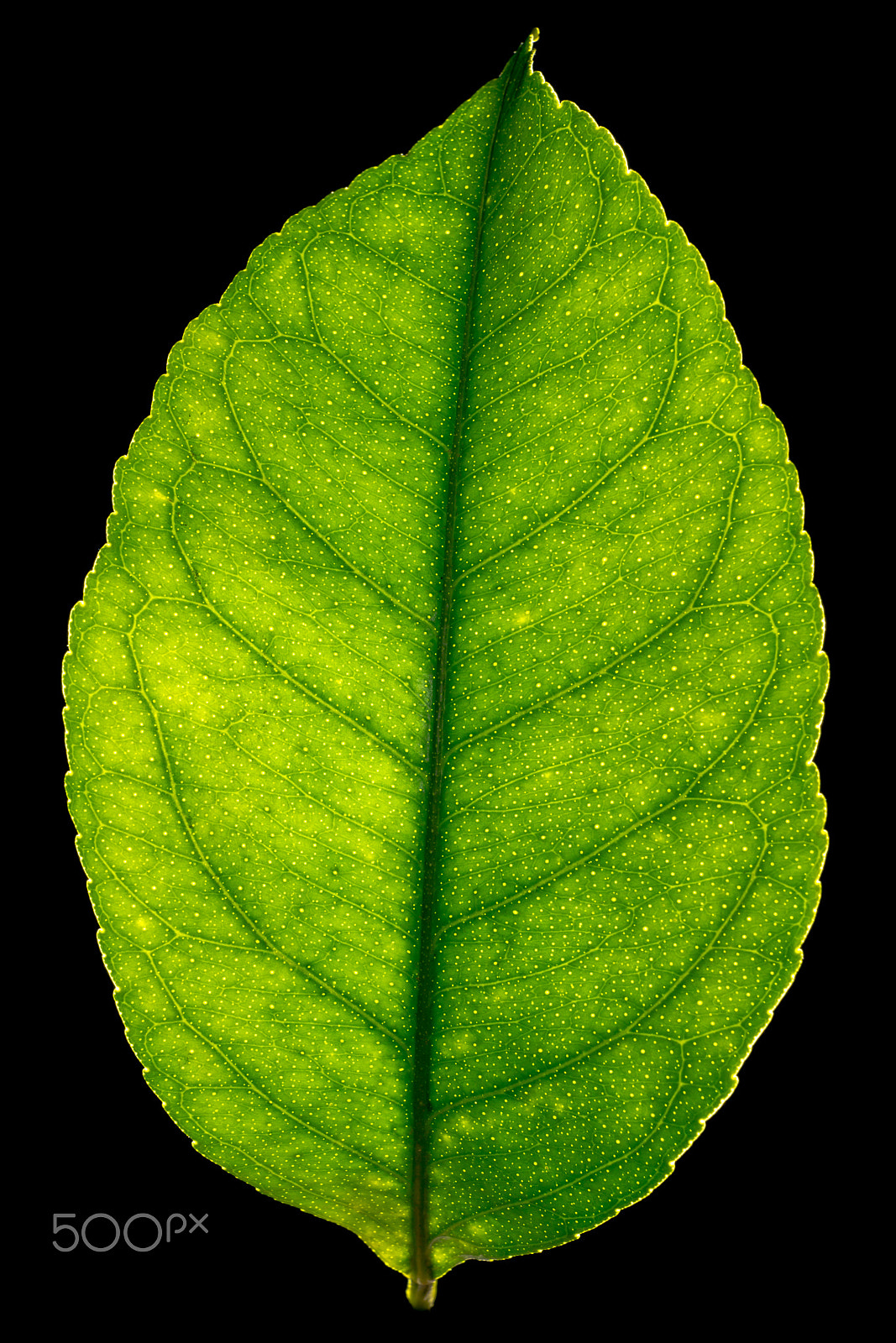 Sony SLT-A77 sample photo. Backlit leaf from a lemon tree. photography