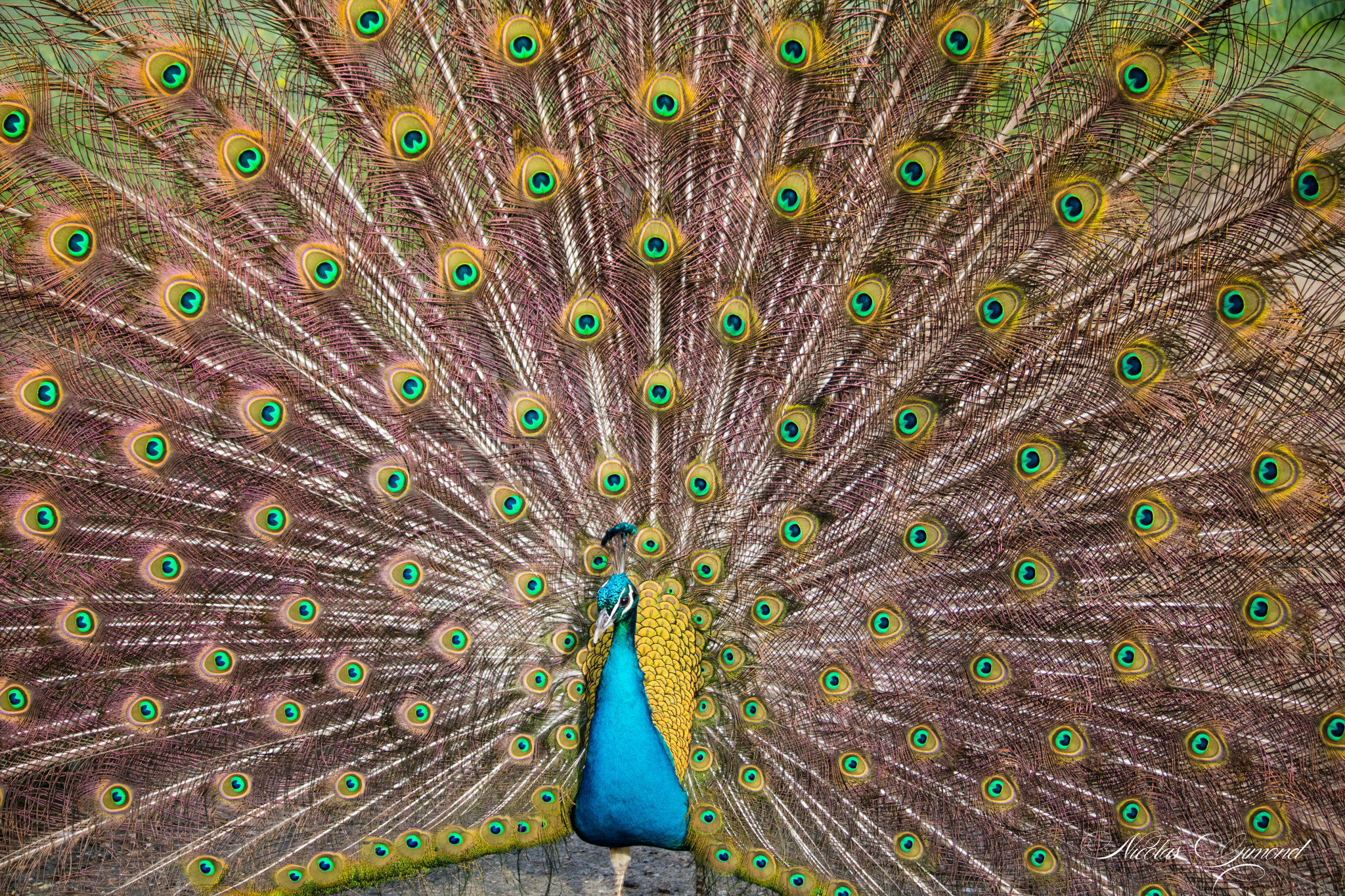 Canon EOS 750D (EOS Rebel T6i / EOS Kiss X8i) sample photo. Peacock eyes photography