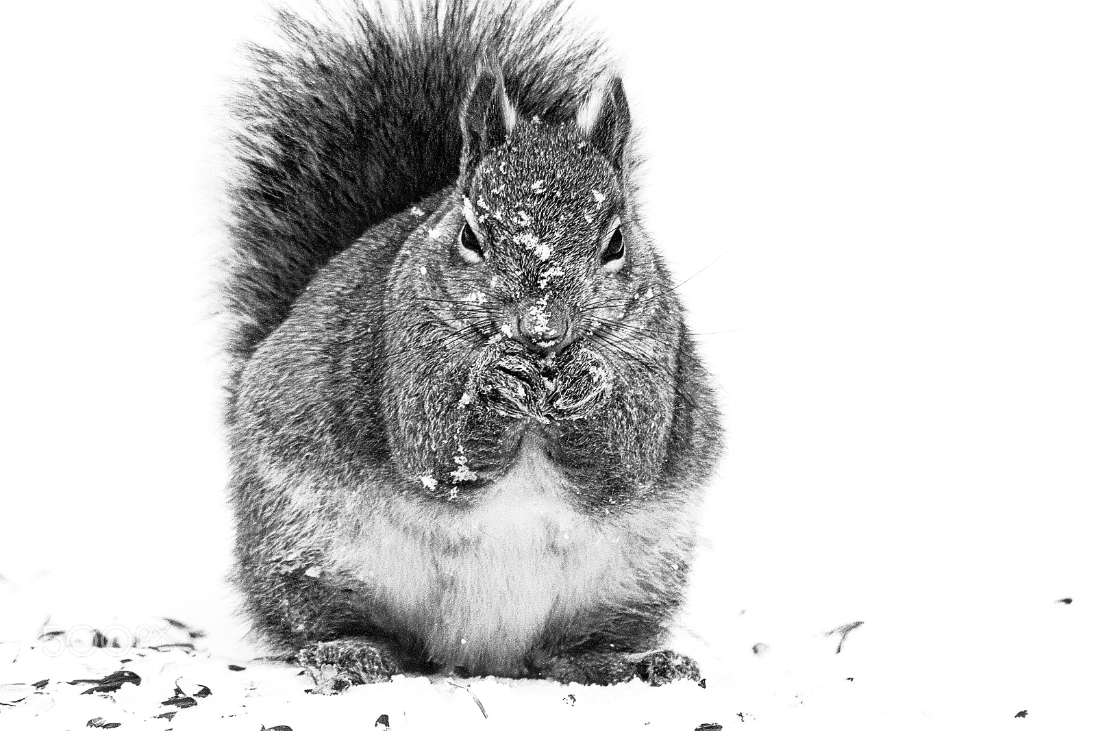 Canon EF 75-300mm f/4-5.6 USM sample photo. A squirrel eats birdseed during a snowfall photography