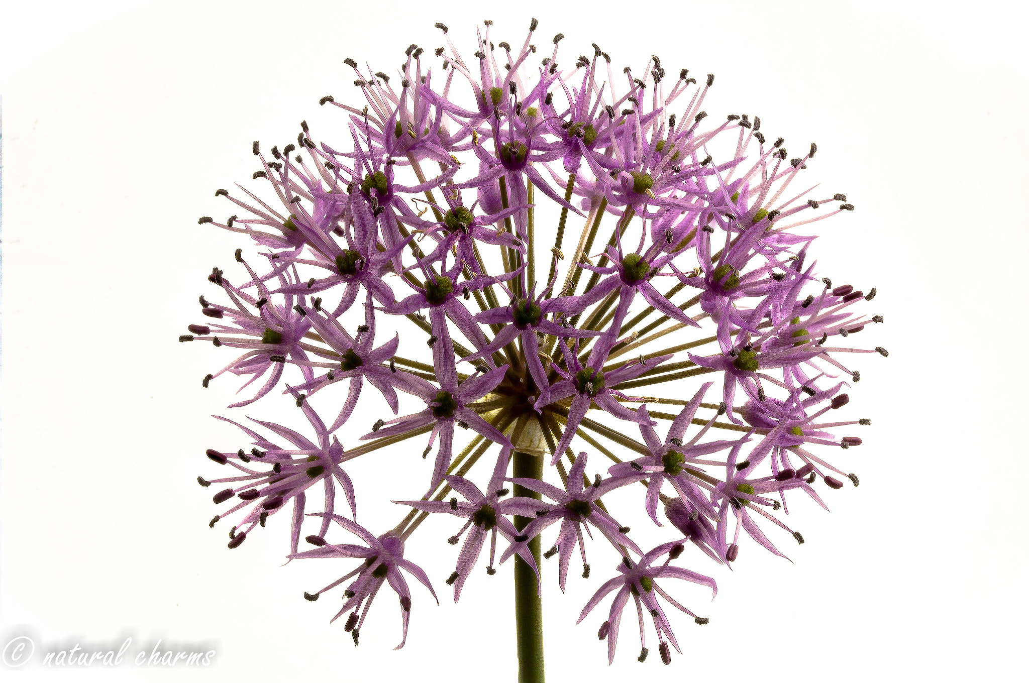 Canon EF 100mm F2.8L Macro IS USM sample photo. Allium photography