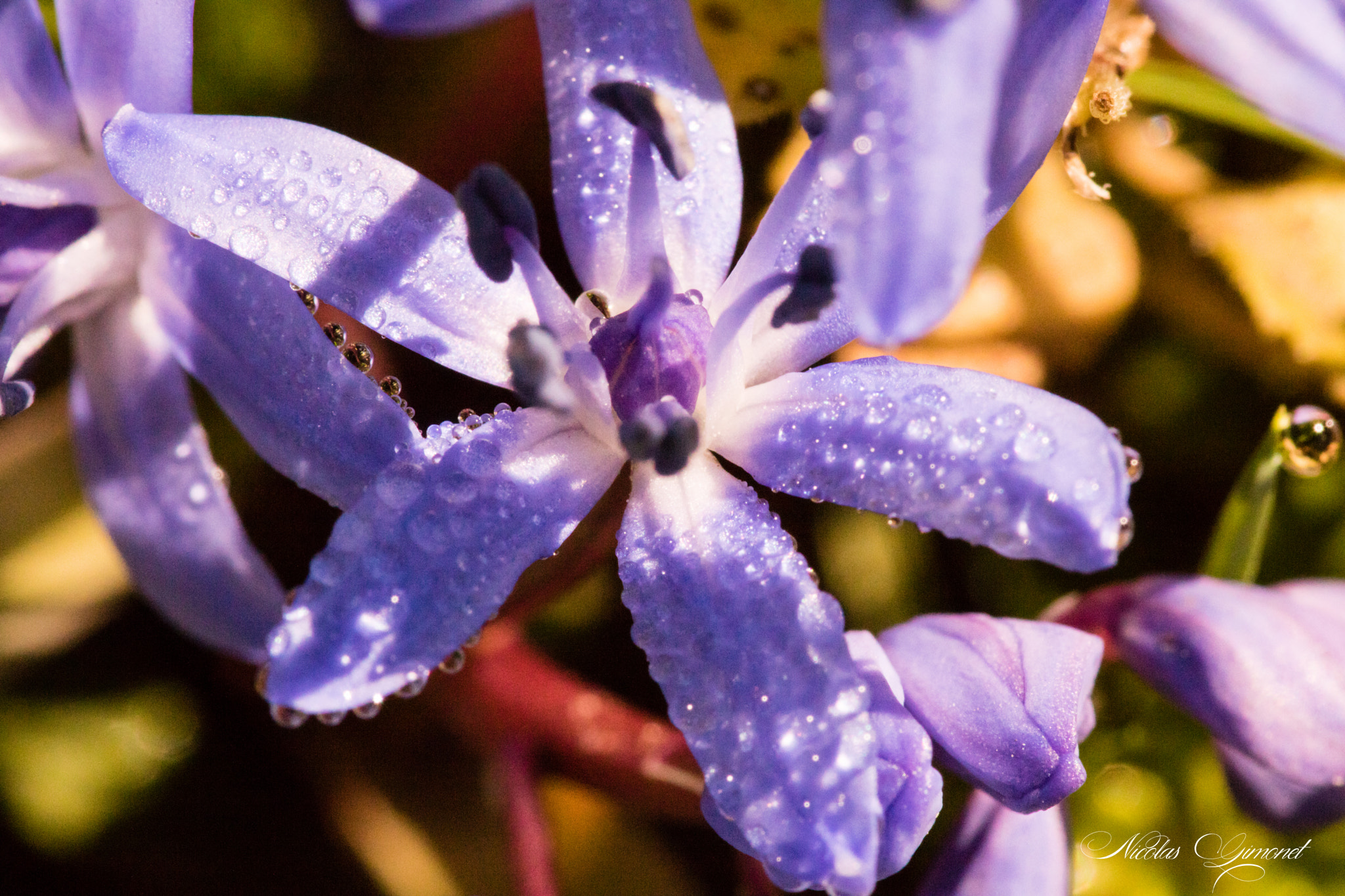 Sigma 105mm F2.8 EX DG OS HSM sample photo. Wet flower photography