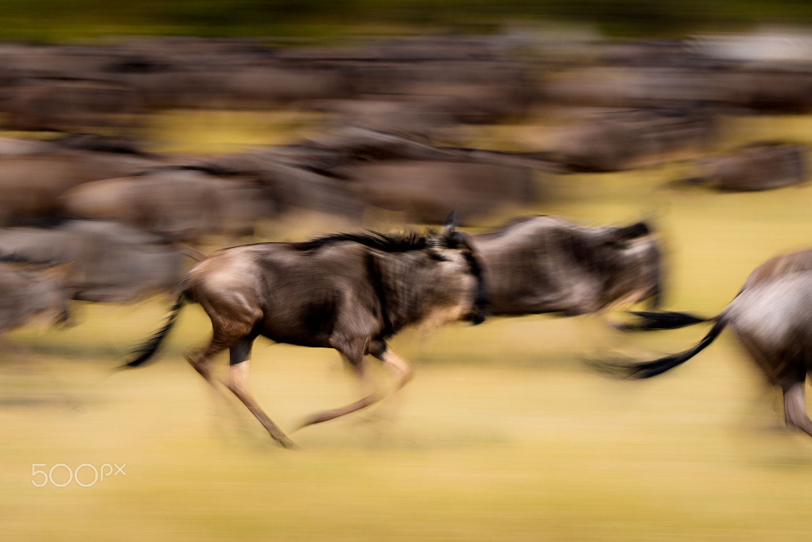 Nikon D500 sample photo. Rush hour photography