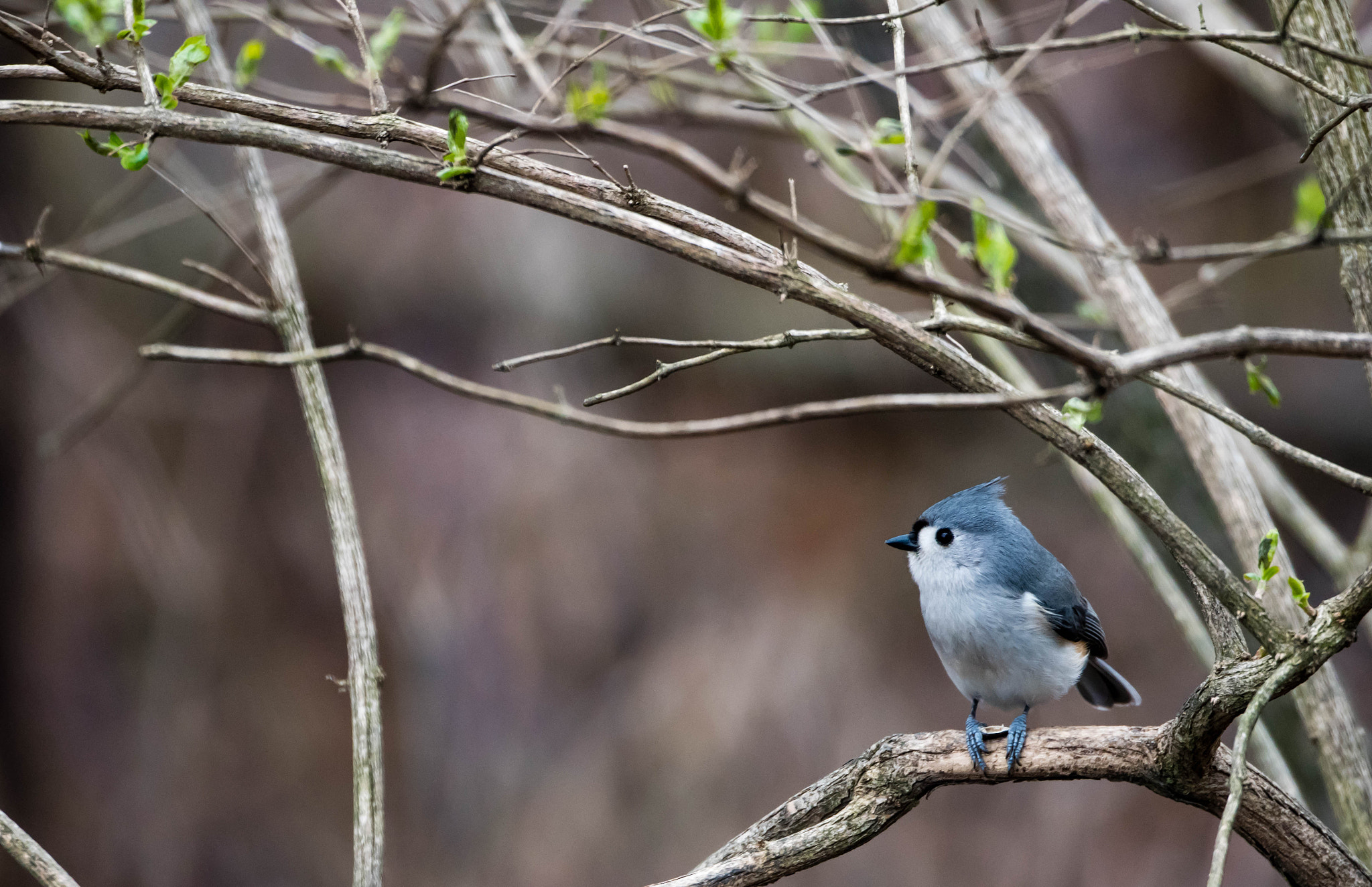 Nikon D500 sample photo. 3/19 photography hike photography