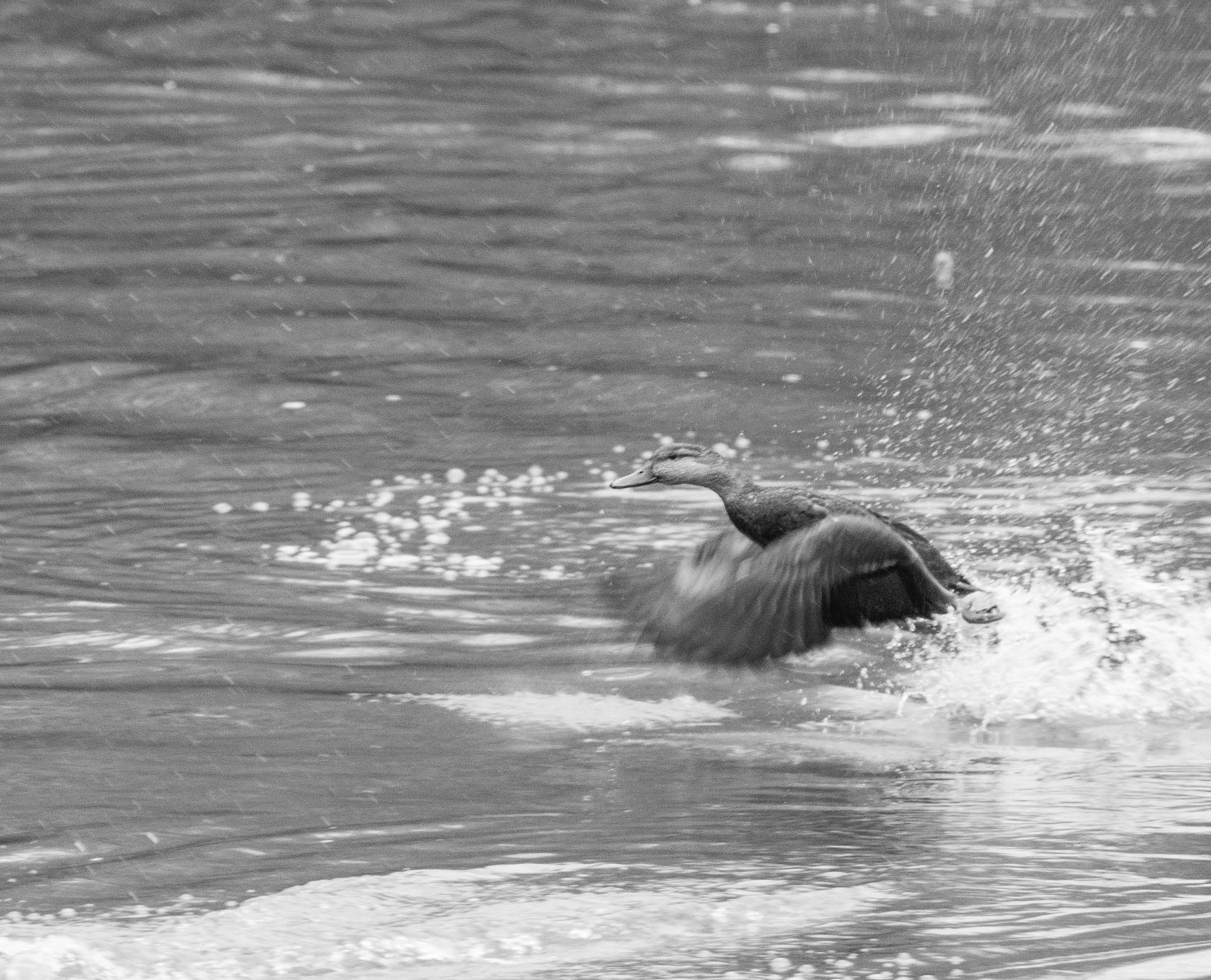 Nikon D500 sample photo. 3/19 photography hike photography