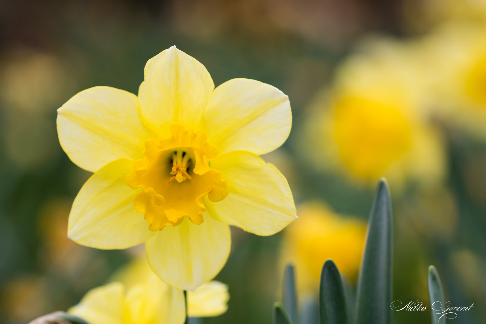 Sigma 105mm F2.8 EX DG OS HSM sample photo. Daffodil photography
