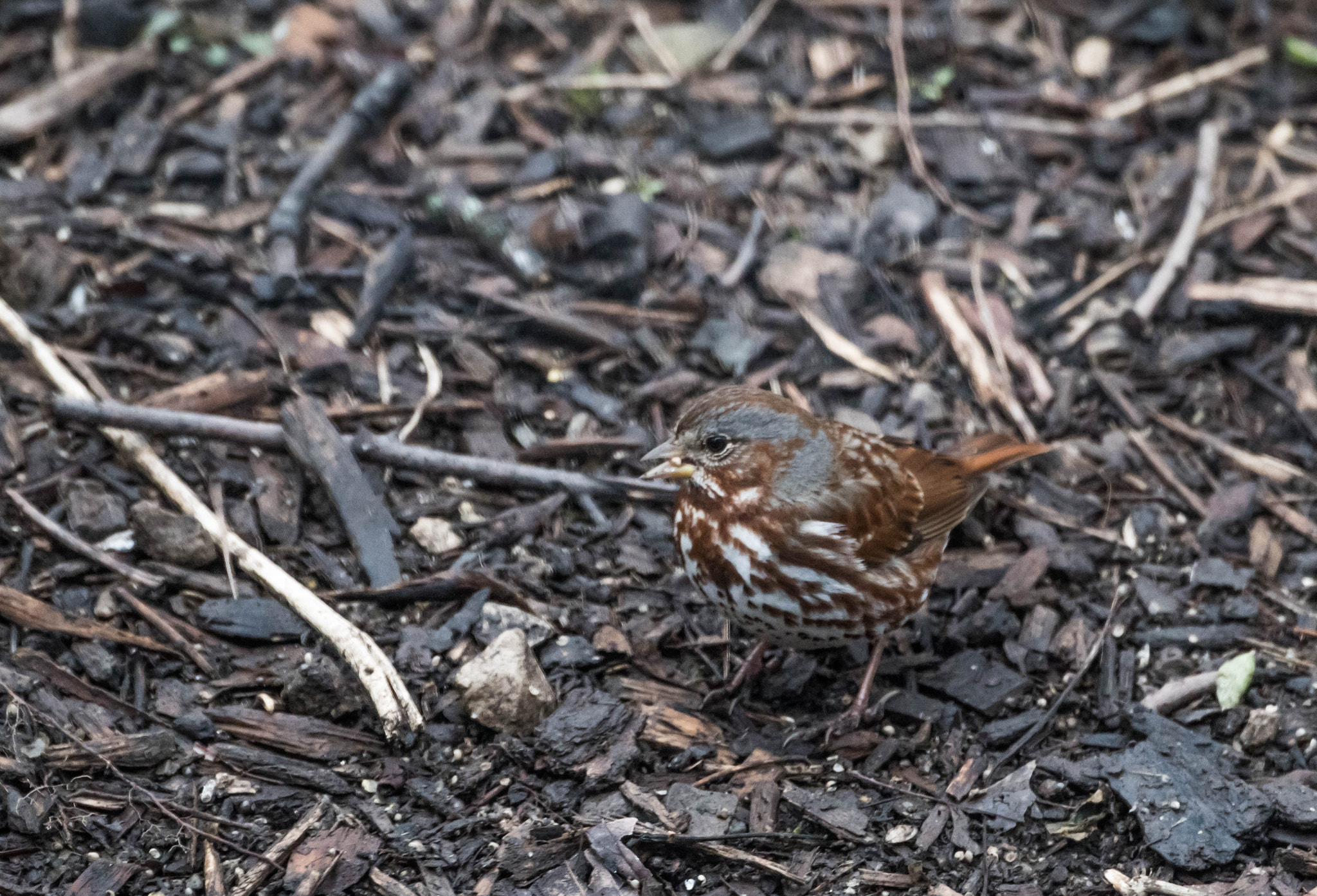 Nikon D500 sample photo. 3/19 photography hike photography