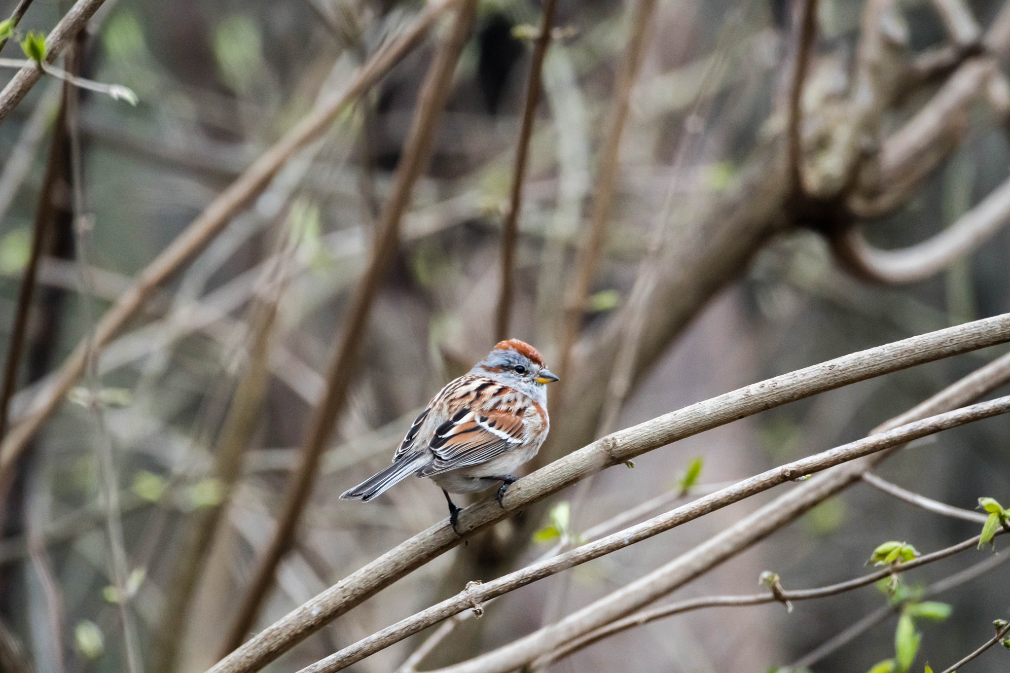Nikon D500 sample photo. 3/19 photography hike photography