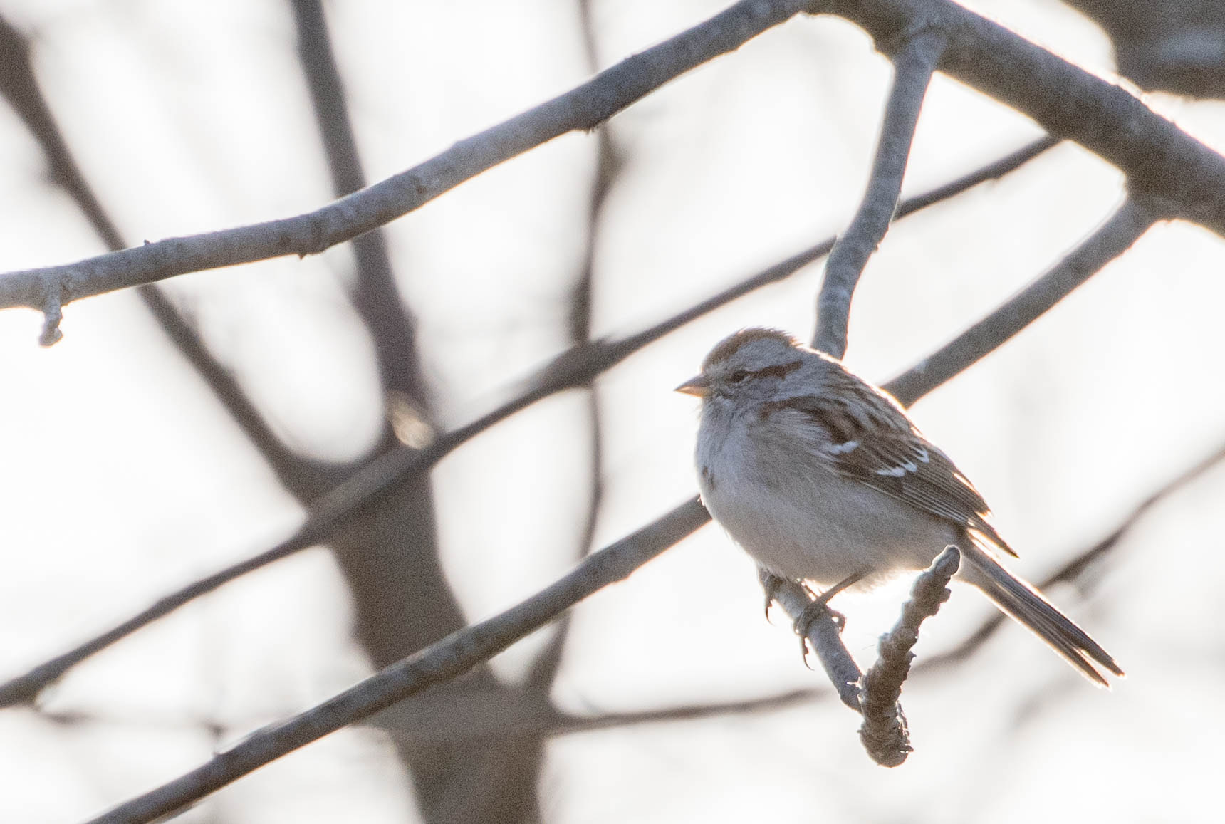 Nikon D500 sample photo. 3/19 photography hike photography