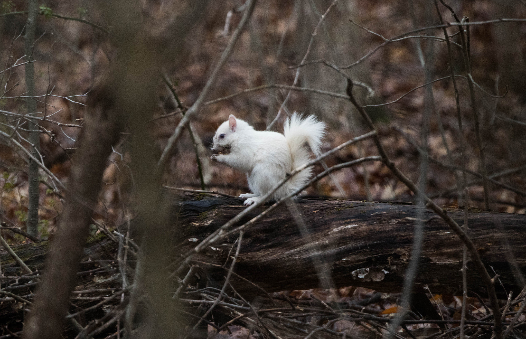 Nikon D500 sample photo. 3/19 photography hike photography