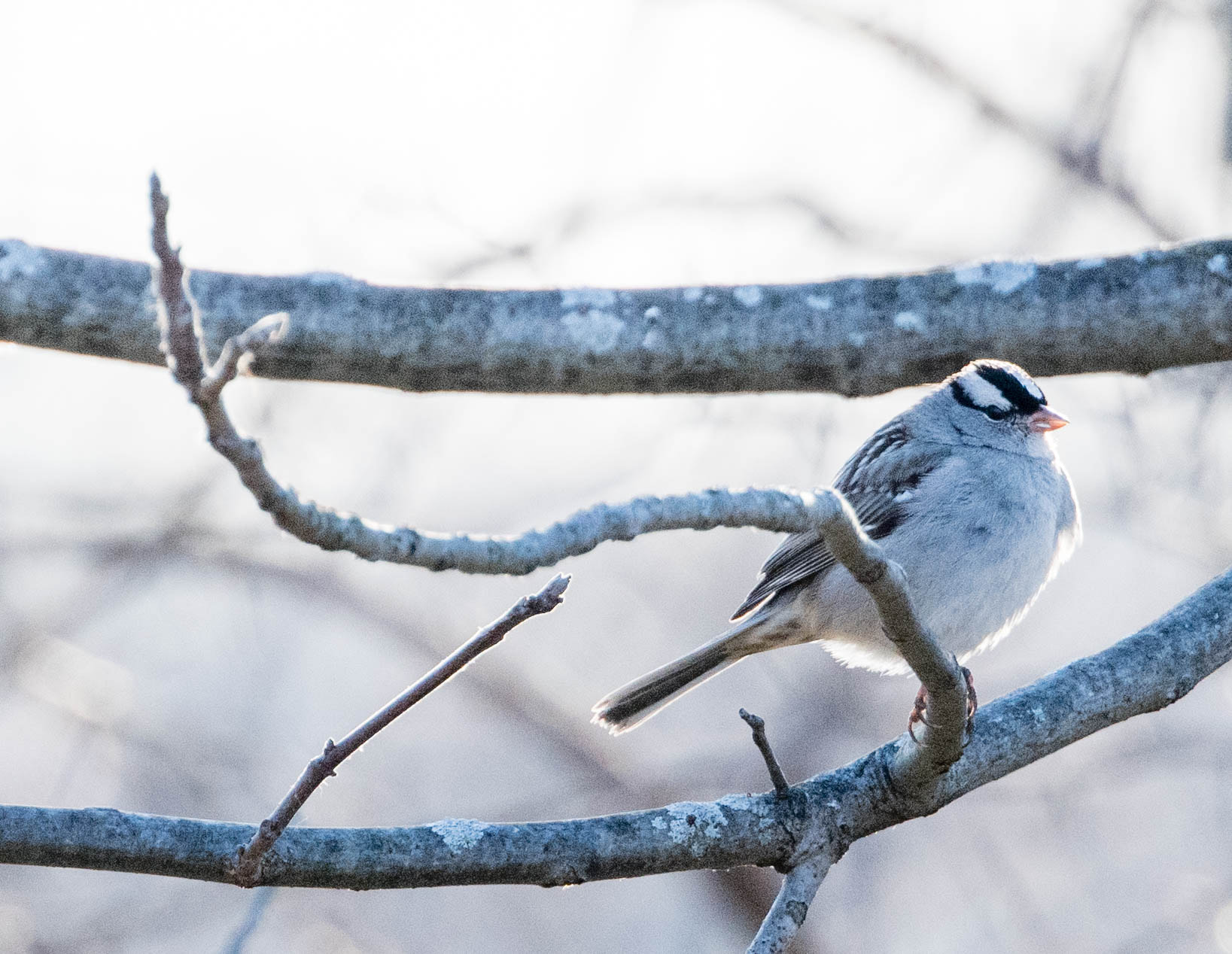 Nikon D500 sample photo. 3/19 photography hike photography