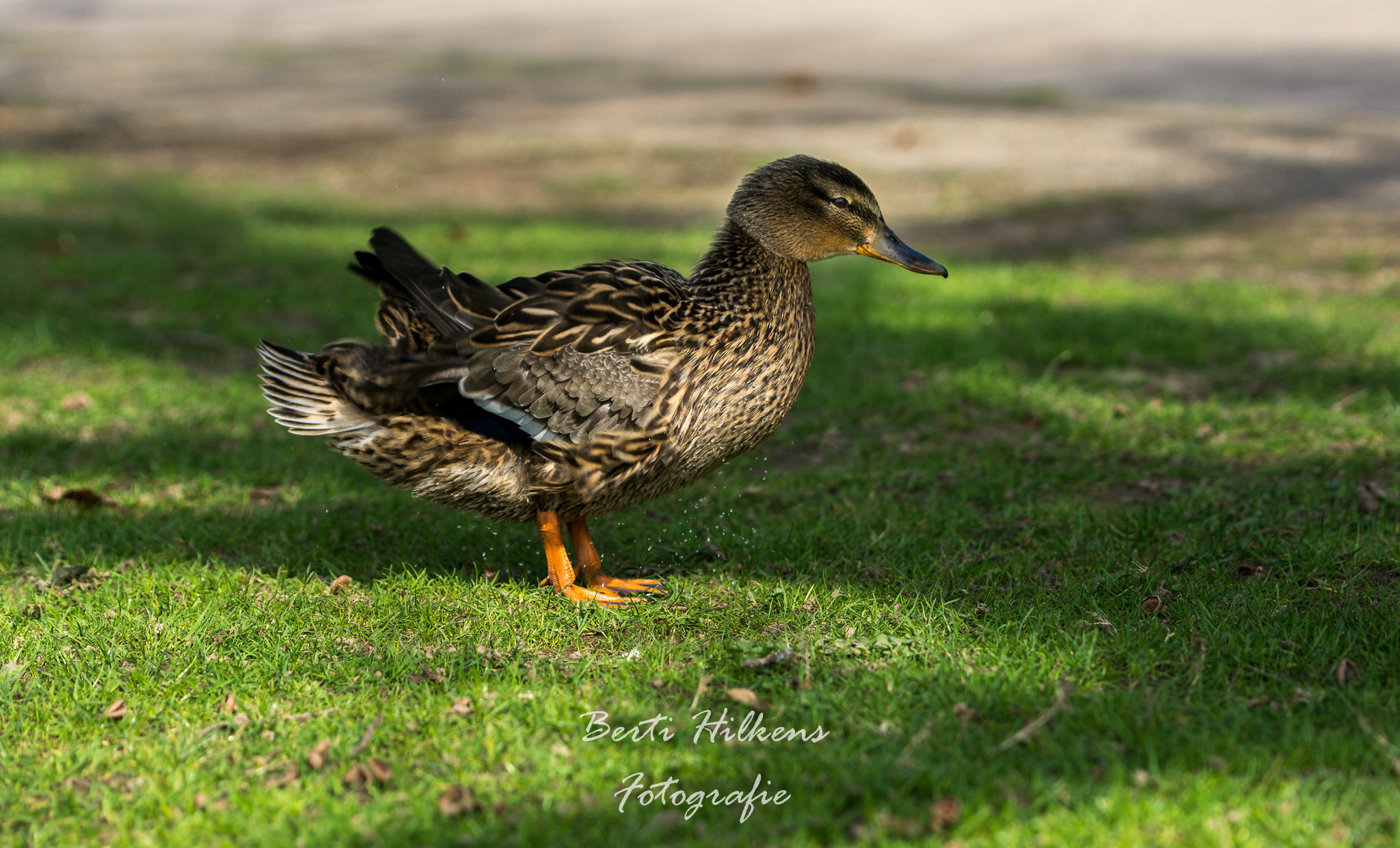 Nikon D7100 + Tamron SP 70-200mm F2.8 Di VC USD sample photo. Duck photography