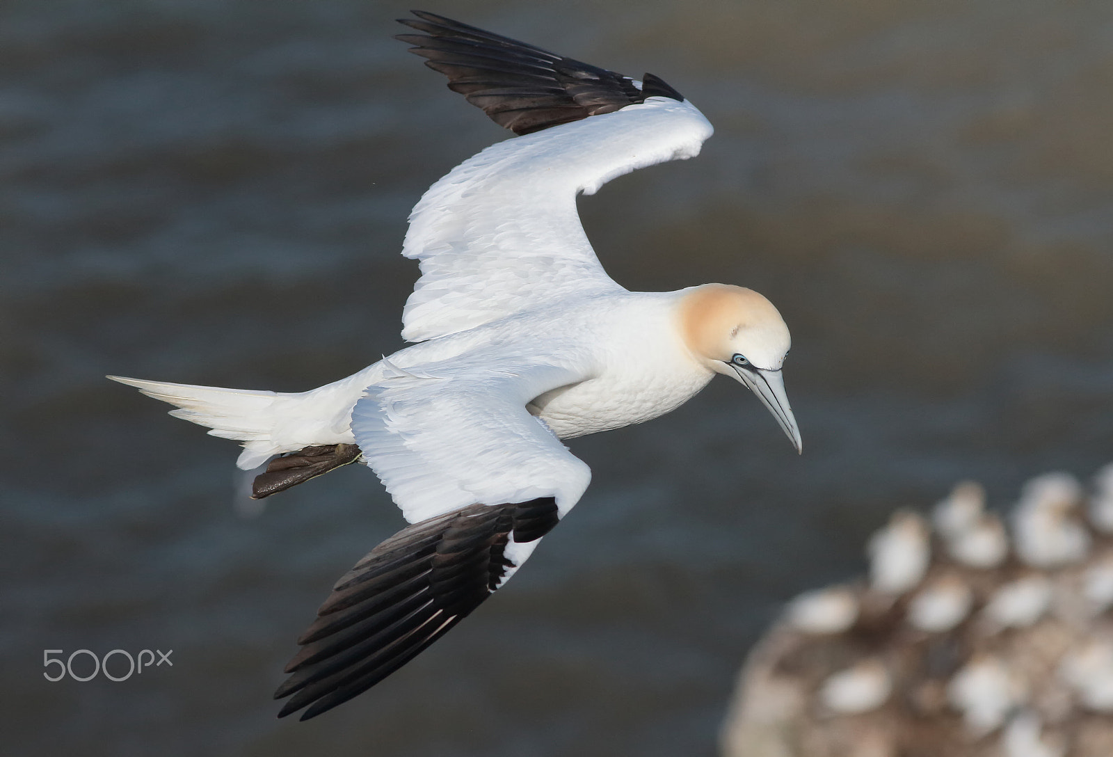 Canon EOS 7D sample photo. Gannet riding the wind photography
