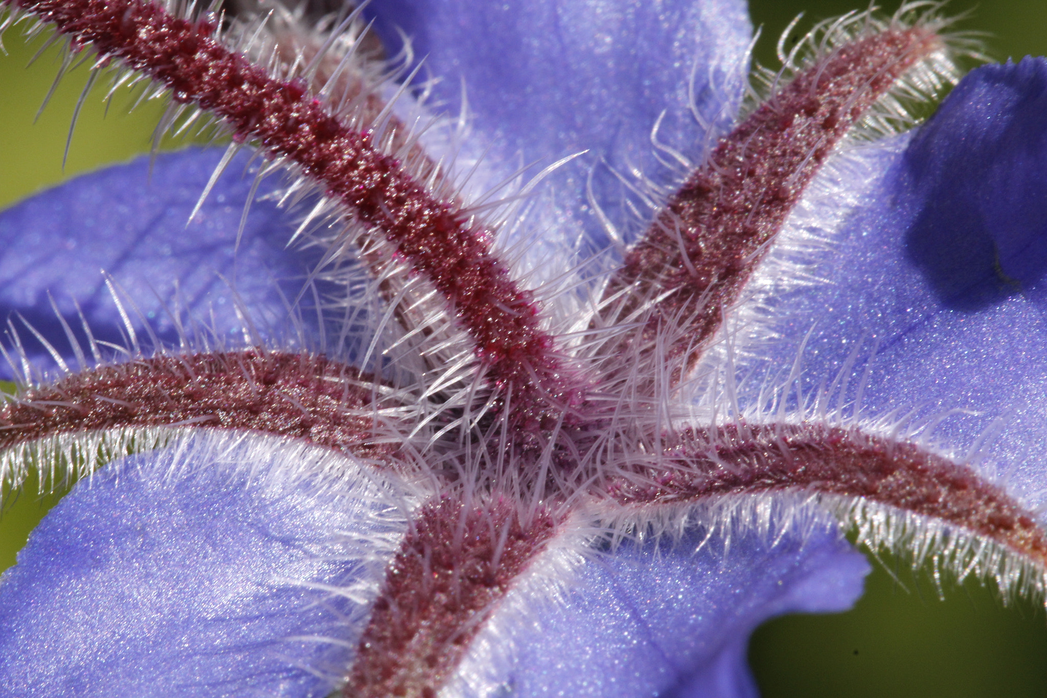Canon EF 100mm F2.8L Macro IS USM sample photo. Starfish? photography