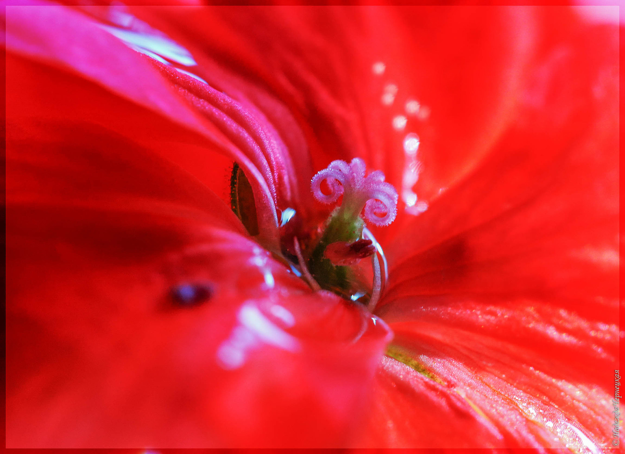 Canon EOS 750D (EOS Rebel T6i / EOS Kiss X8i) + Canon EF 100mm F2.8L Macro IS USM sample photo. Герань обыкновенная. geranium photography