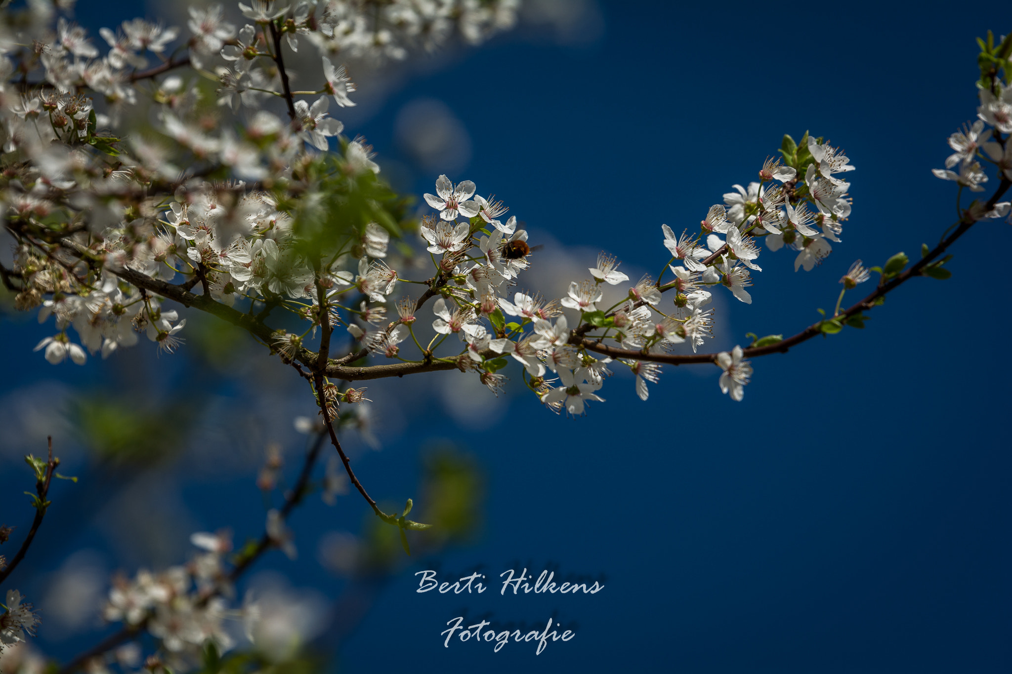 Tamron SP 70-200mm F2.8 Di VC USD sample photo. Spring photography
